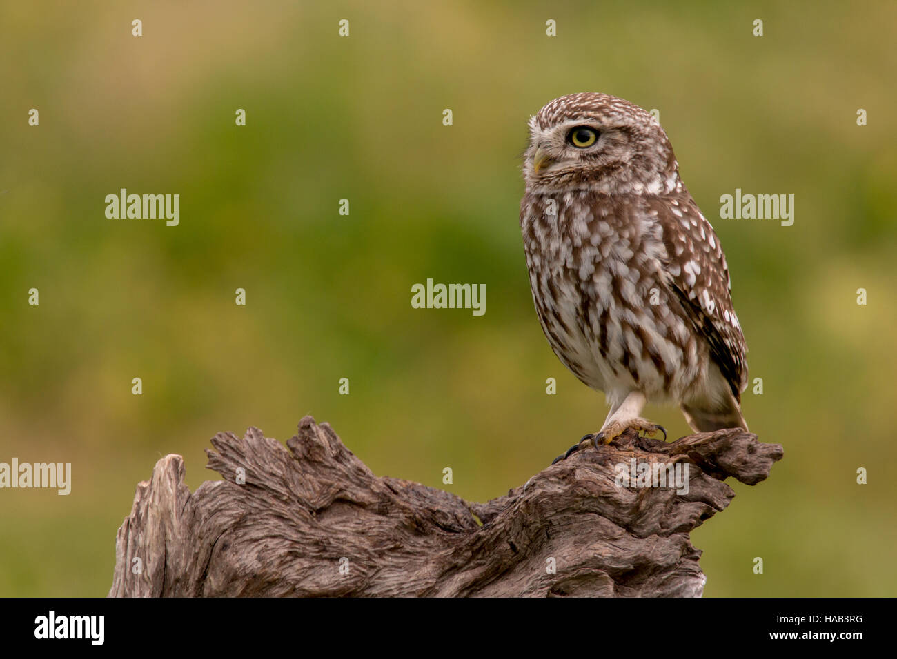 Cute owl, small bird with big eyes in the nature Stock Photo Alamy