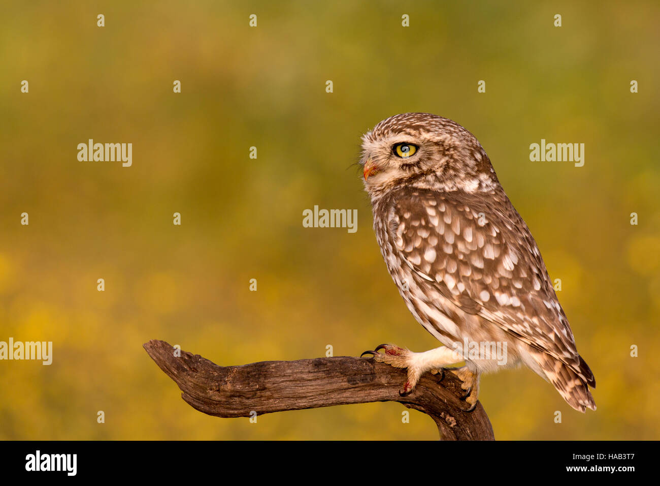 Cute owl, small bird with big eyes in the nature Stock Photo