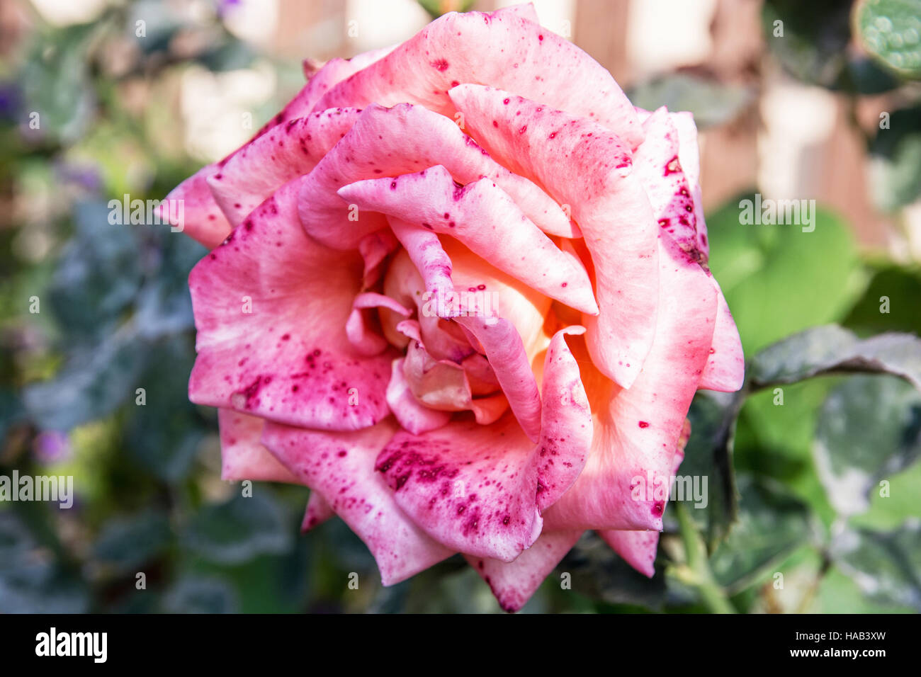 Close up photo of pink rose flower. Symbol of love. Vibrant colors