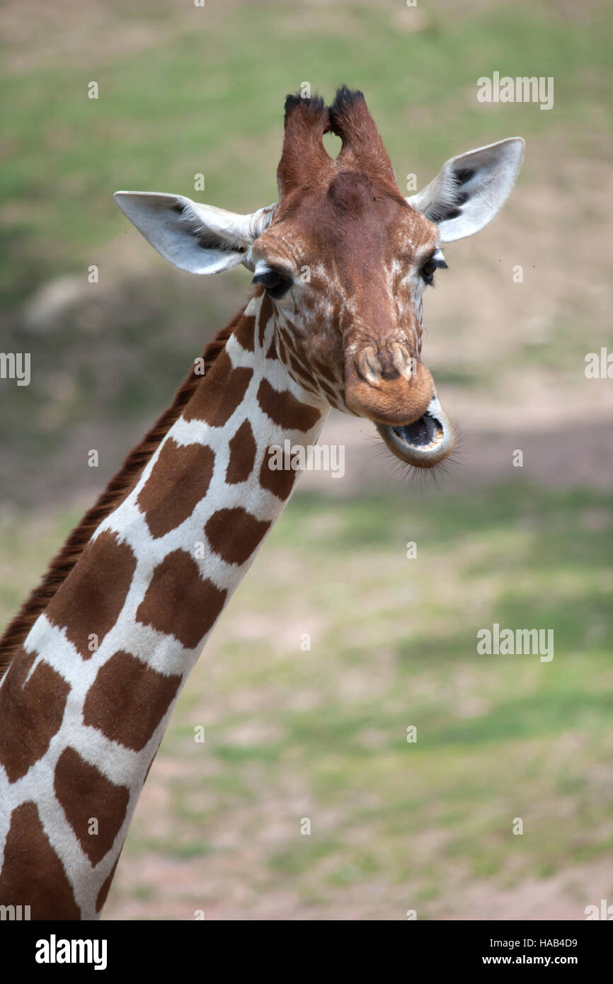 Reticulated giraffe (Giraffa camelopardalis reticulata), also known as the Somali giraffe. Stock Photo