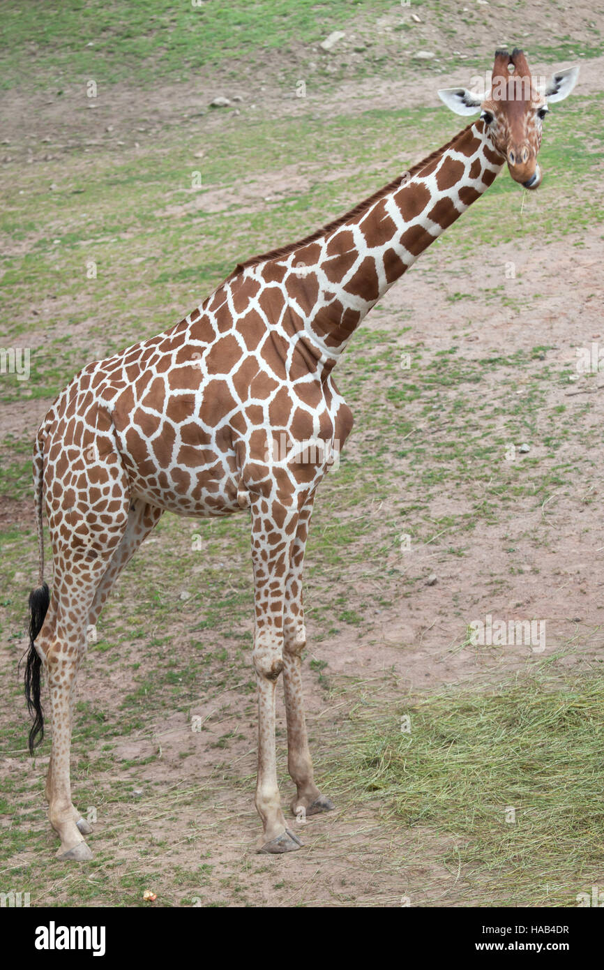 Reticulated giraffe (Giraffa camelopardalis reticulata), also known as the Somali giraffe. Stock Photo