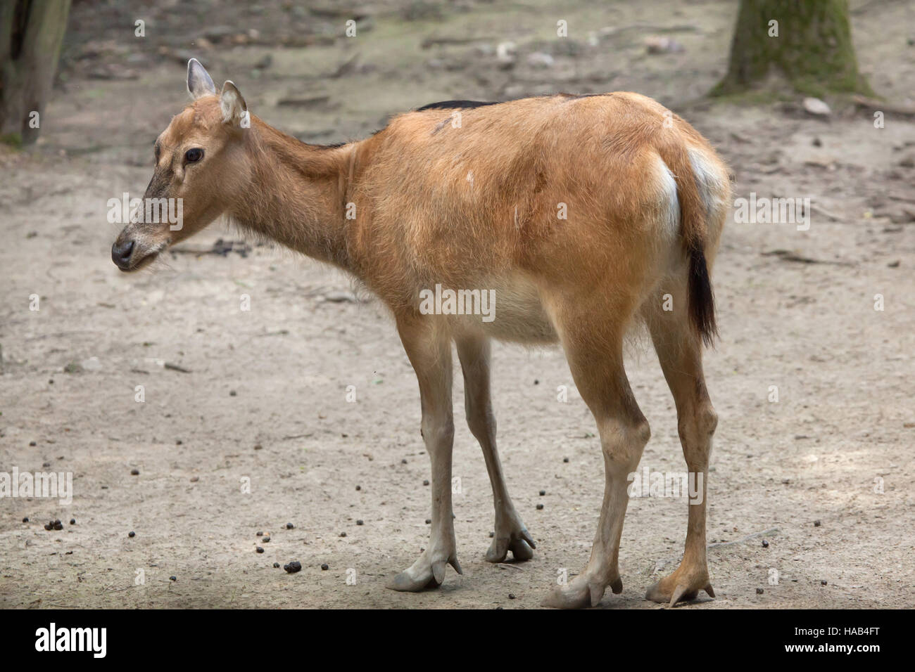 Pere David's deer (Elaphurus davidianus), also known as the milu. Stock Photo