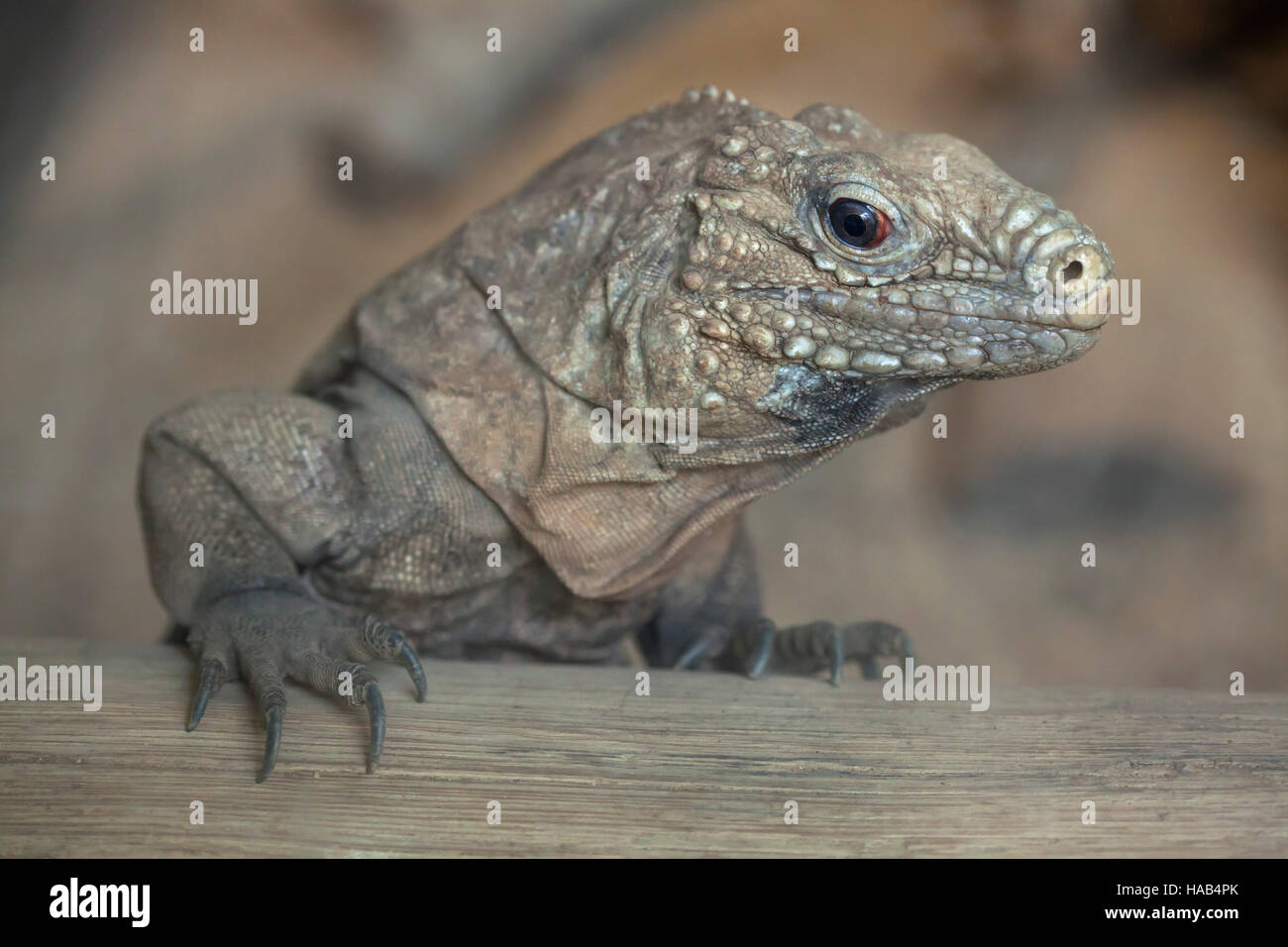 Cyclura nubila hires stock photography and images Alamy