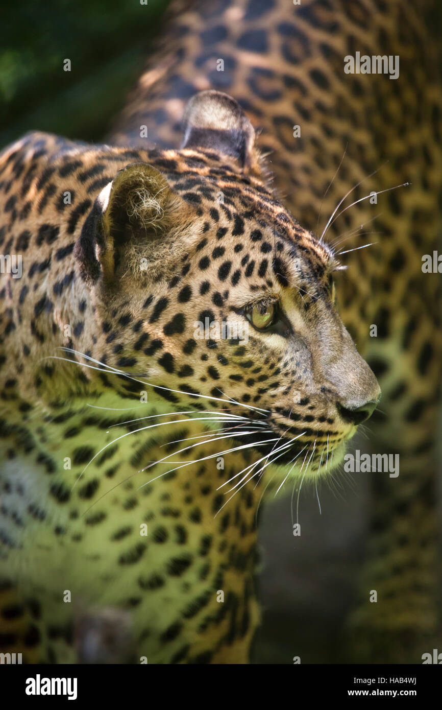 Sri Lankan leopard (Panthera pardus kotiya), also known as the Ceylon Leopard. Stock Photo
