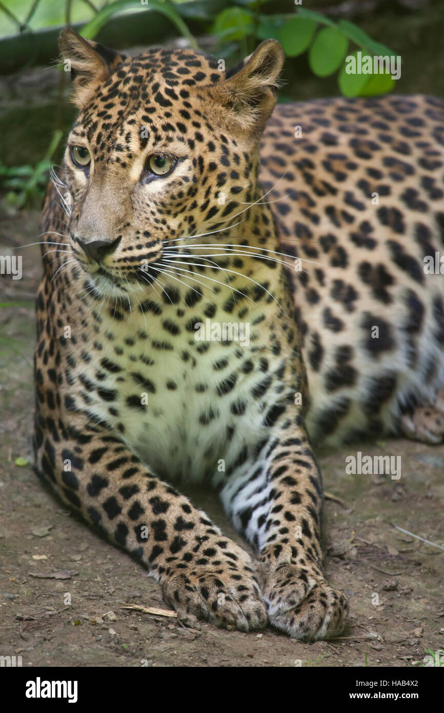 Sri Lankan leopard (Panthera pardus kotiya), also known as the Ceylon Leopard. Stock Photo