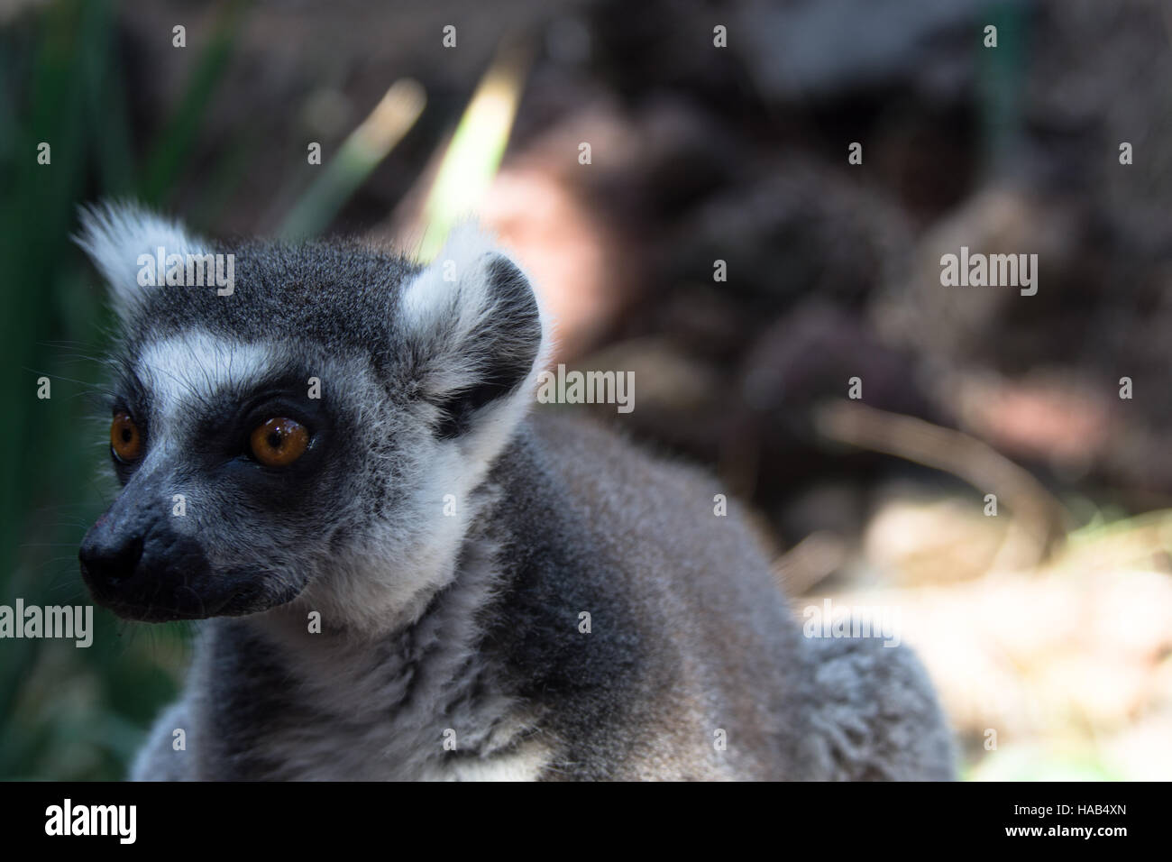 Lemur, Oasis Park, Fuerteventura, Spain Stock Photo