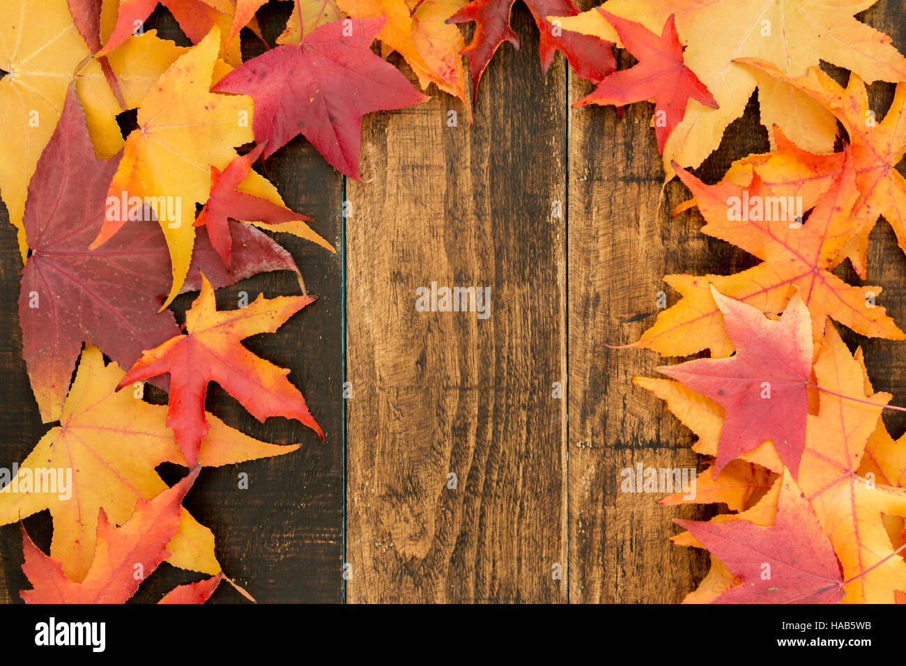 Beautiful leaves with many colors from the autumn Stock Photo