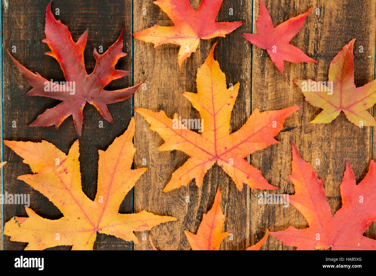 Beautiful leaves with many colors from the autumn Stock Photo