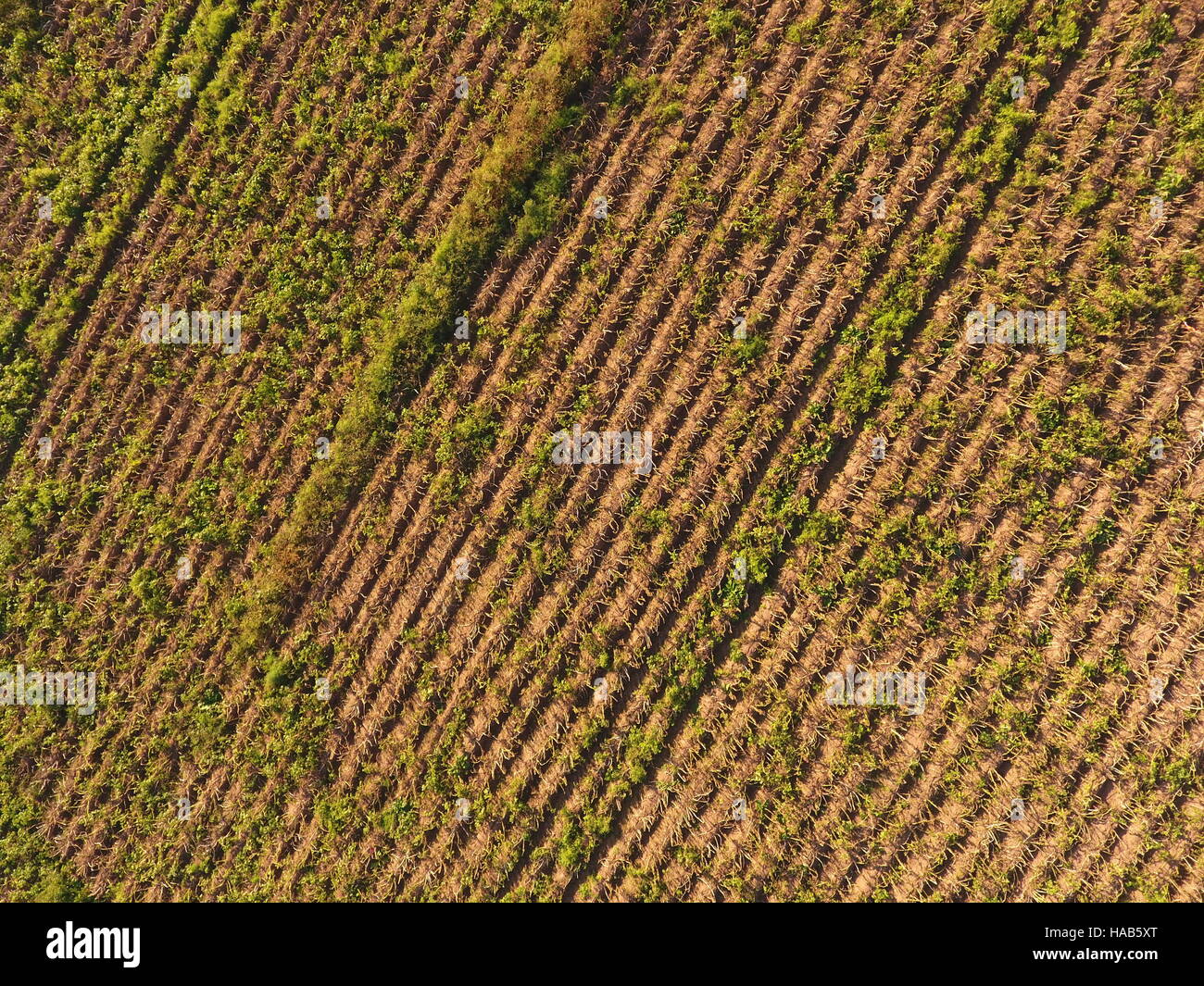 Ariel image of arable farmland in Cheshire Stock Photo