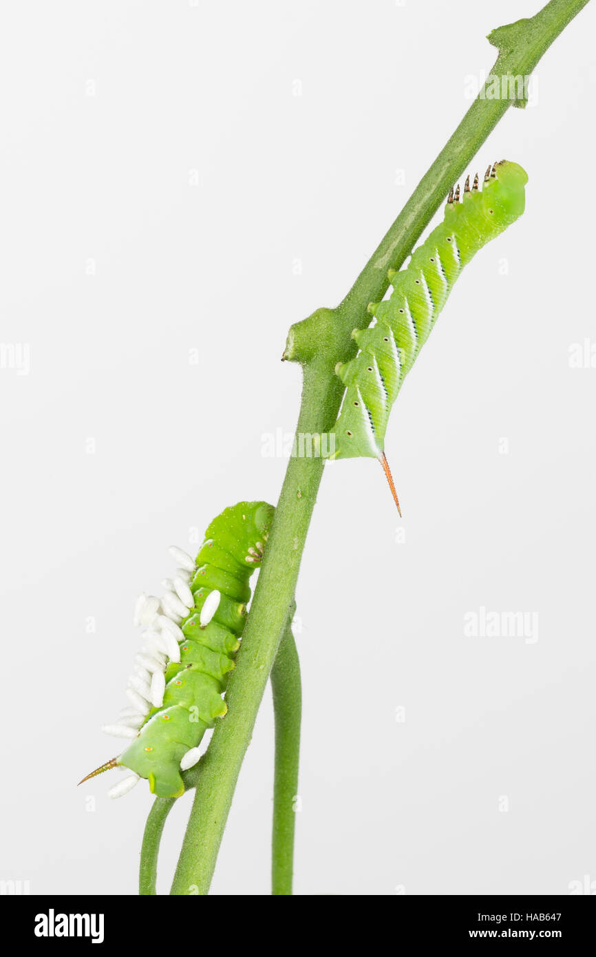 Close up of 2 tobacco hornworms larvae, one dying from parasitic braconid wasp, with copy space. Stock Photo