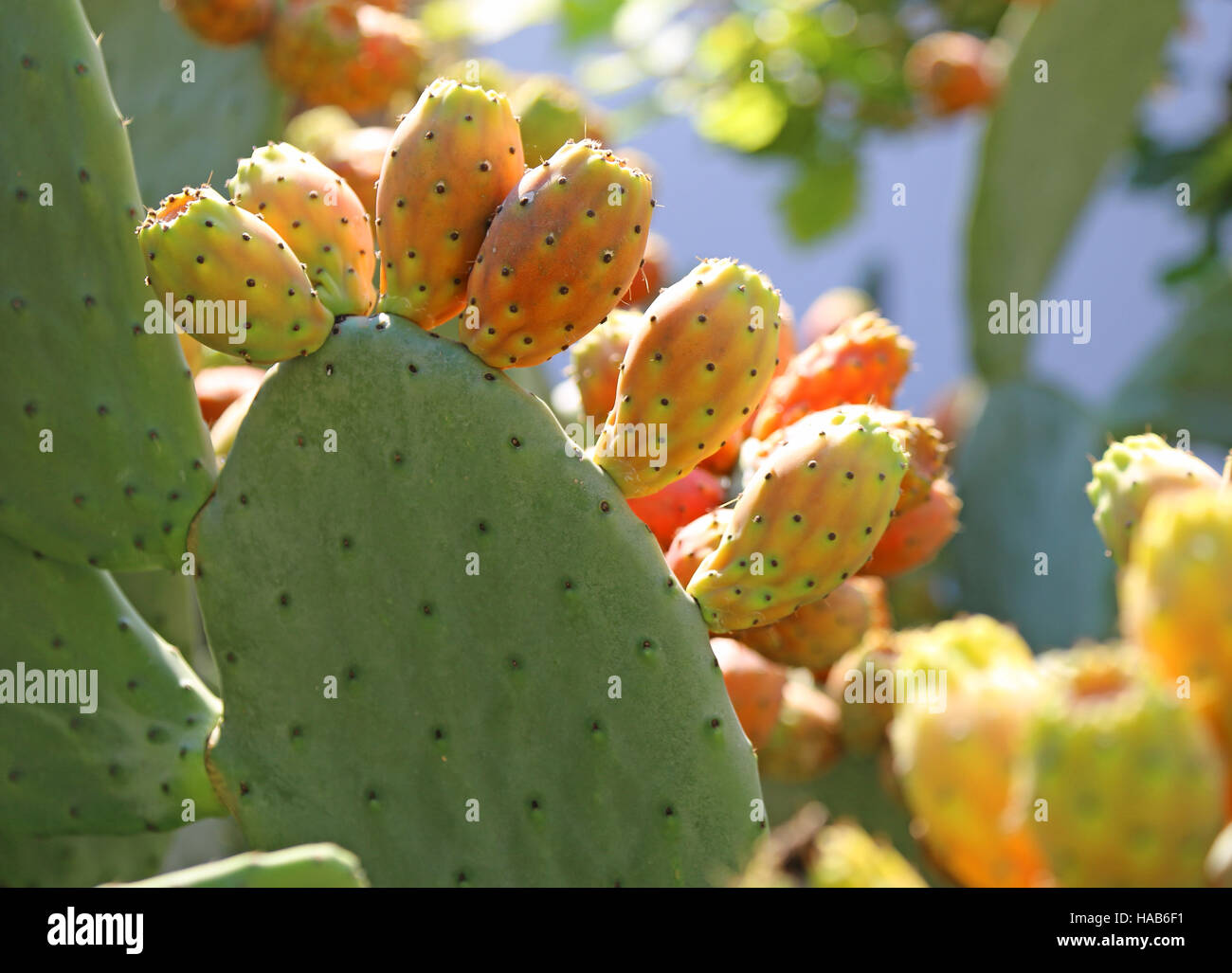 many ripe Indian fig opuntia or Prickly pear  in the cactus Stock Photo