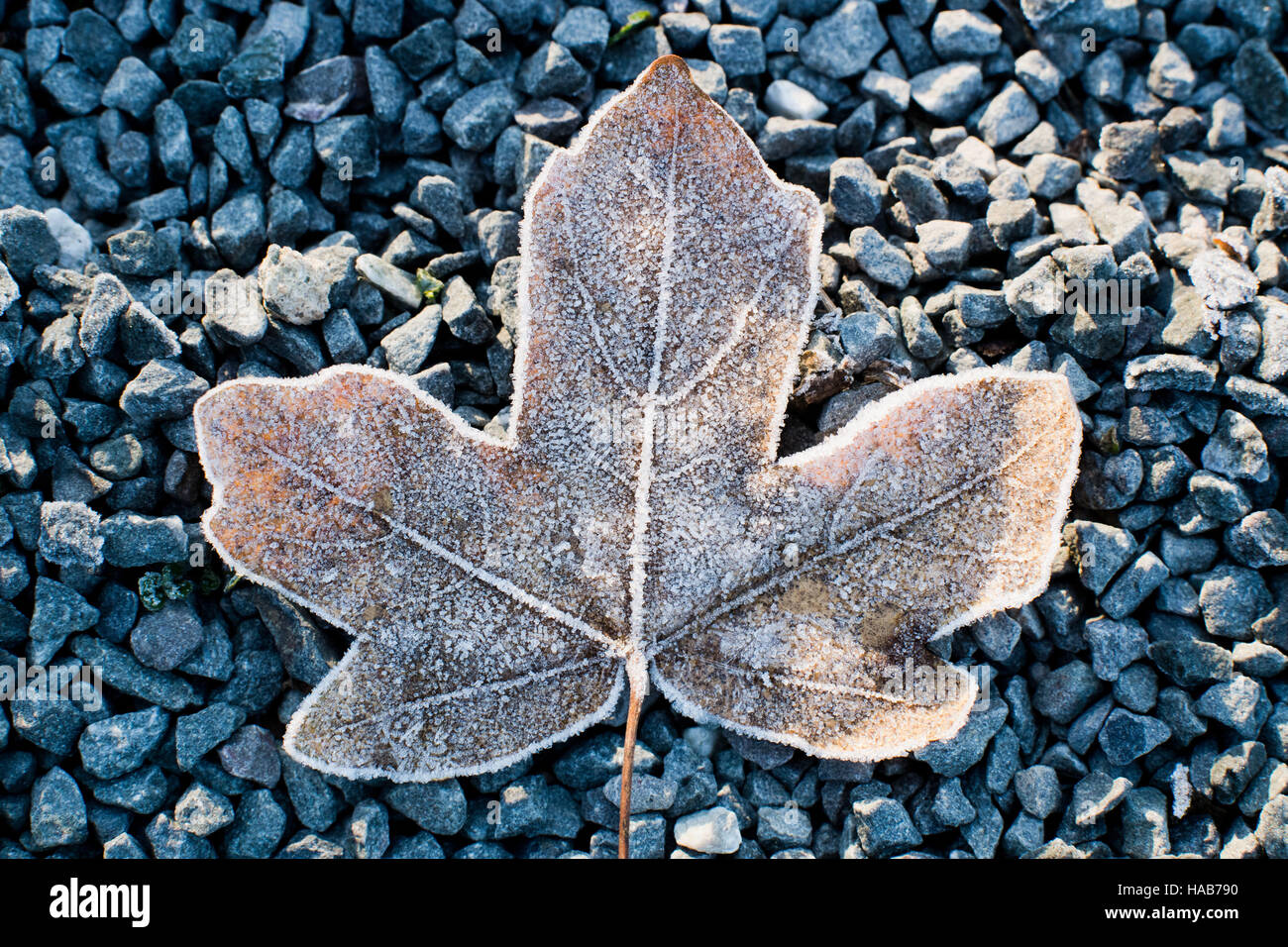 Hanover, Germany. 28th Nov, 2016. A leaf covered in hoarfrost lies near