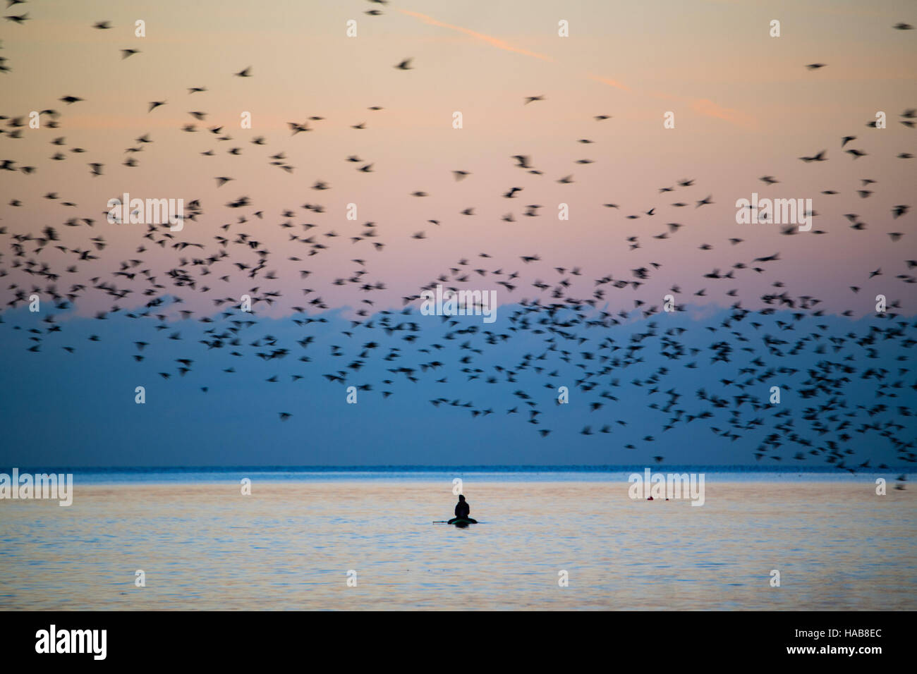 Aberystwyth Wales UK, Monday  28 November 2016  UK weather : As the sun set dramatically over Cardigan Bay on a cold evening flocks of  starlings fly in from their daytime feeding grounds and swoop over a lone  paddle-boarder on the flat calm sea.  At dusk every night in the autumn and winter, tens of thousands of the birds gather to roost together safely overnight on the latticework of cast iron legs underneath the town's Victorian  seaside pier . Credit:  keith morris/Alamy Live News Stock Photo