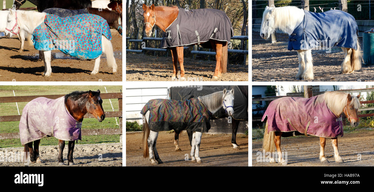 Horse rugs hires stock photography and images Alamy
