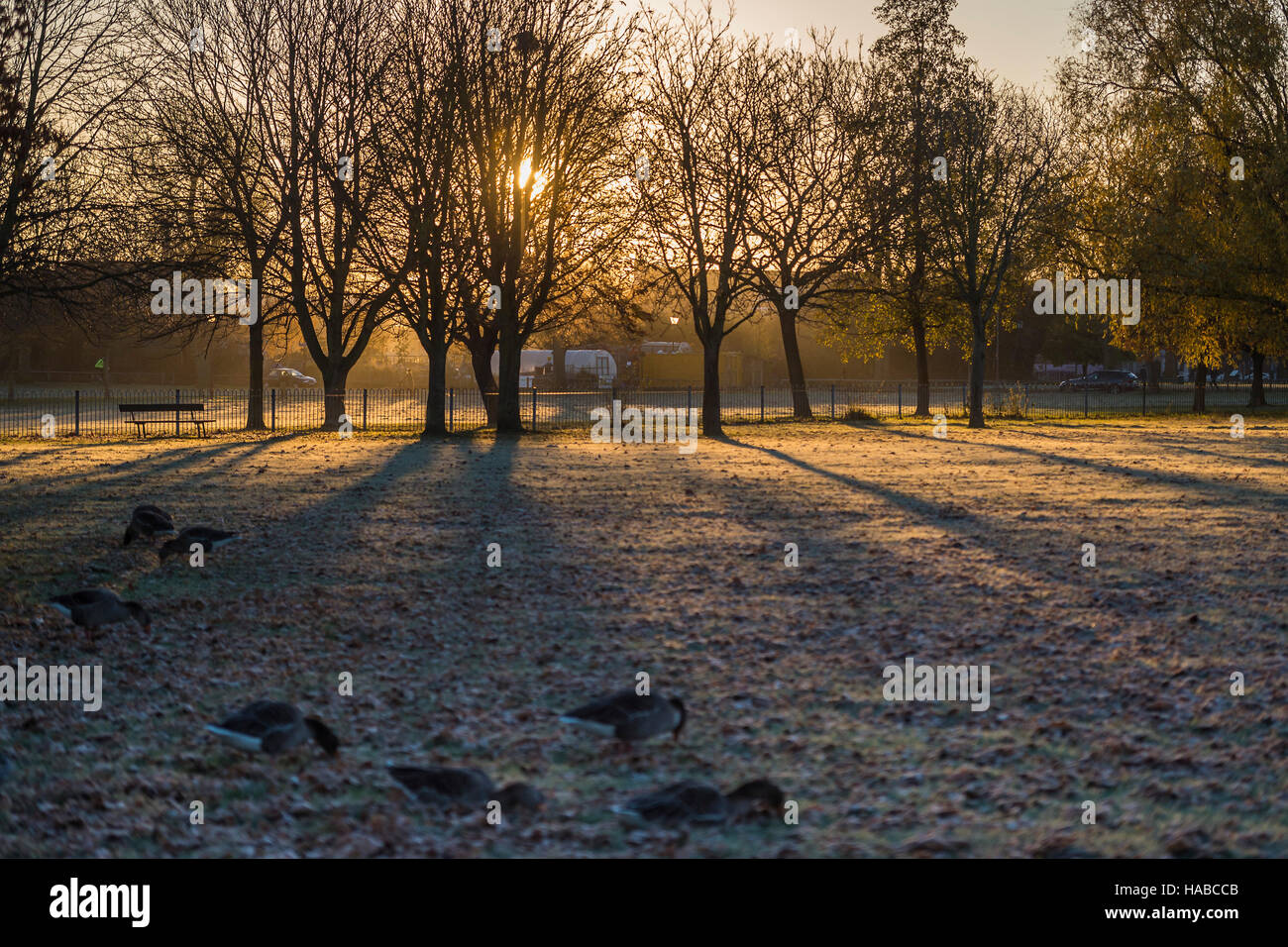 Clapham Common, London, UK. 29th November, 2016. Geese enjoy a rest stop as the sun rises. It is a cold and frosty morning on Clapham Common. London 29 Nov 2016. Credit:  Guy Bell/Alamy Live News Stock Photo