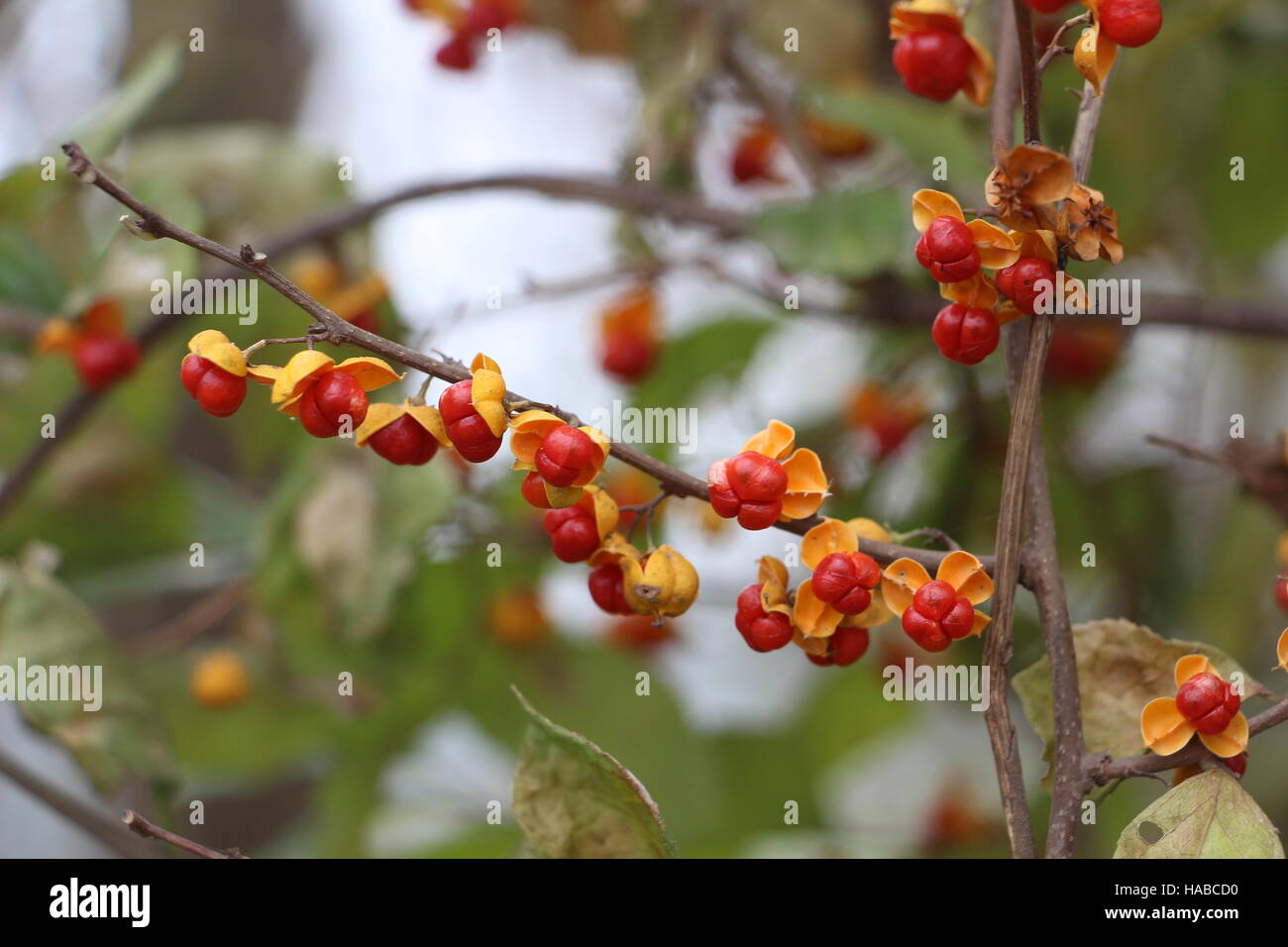 Xiaogan, Xiaogan, China. 29th Nov, 2016. Xiaogan, CHINA-November 29 2016: (EDITORIAL USE ONLY. CHINA OUT) .Celastrus orbiculatus in Xiaogan, central China's Hubei Province, November 29th, 2016. Celastrus orbiculatus is a woody vine of the Celastraceae family. It is commonly called Oriental bittersweet. © SIPA Asia/ZUMA Wire/Alamy Live News Stock Photo