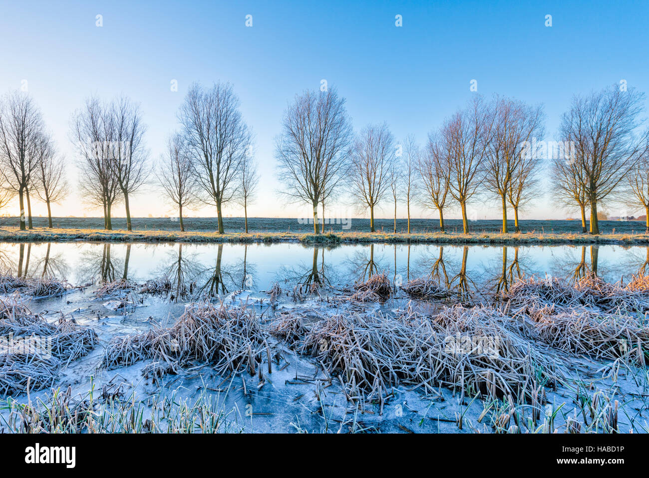 Willingham, Cambridgeshire, UK. 29th November 2016. A line willow trees grown to make cricket bats are reflected at dawn on the Old West River in the flat landscape of the Cambridgeshire Fens where temperatures fell overnight to minus 4 degrees centigrade on one of the coldest nights of the winter so far this year. Further freezing conditions are forecast for the next few days. Credit Julian Eales/Alamy Live News Stock Photo