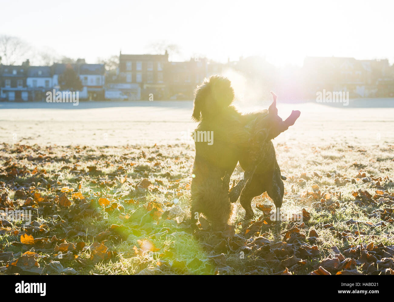 London Uk 29th November 2016 A German Shorthaired Pointer And