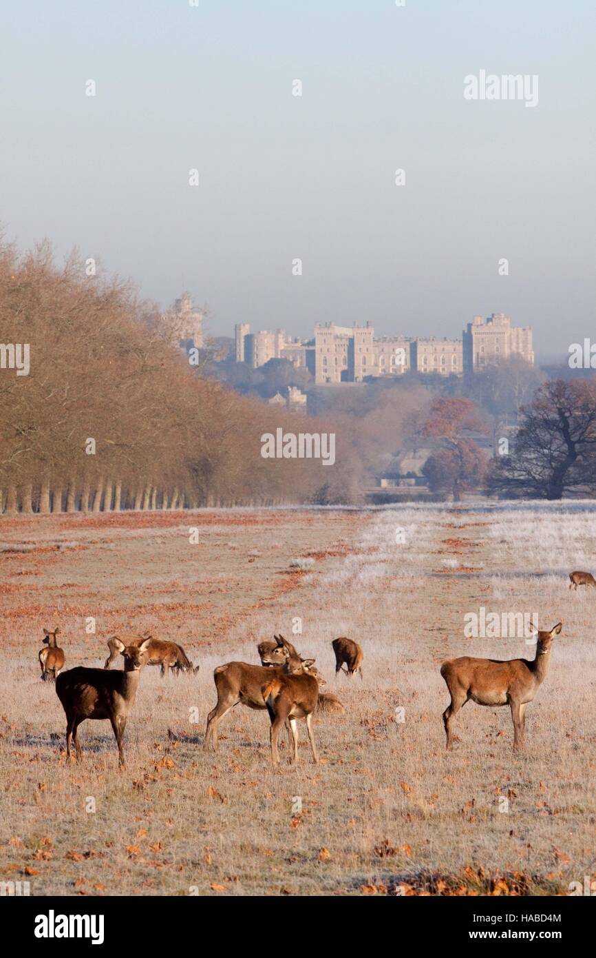 Windsor, UK. 29th November, 2016. Deer in Windsor Great Park on a cold frosty morning Credit:  Andrew Spiers/Alamy Live News Stock Photo