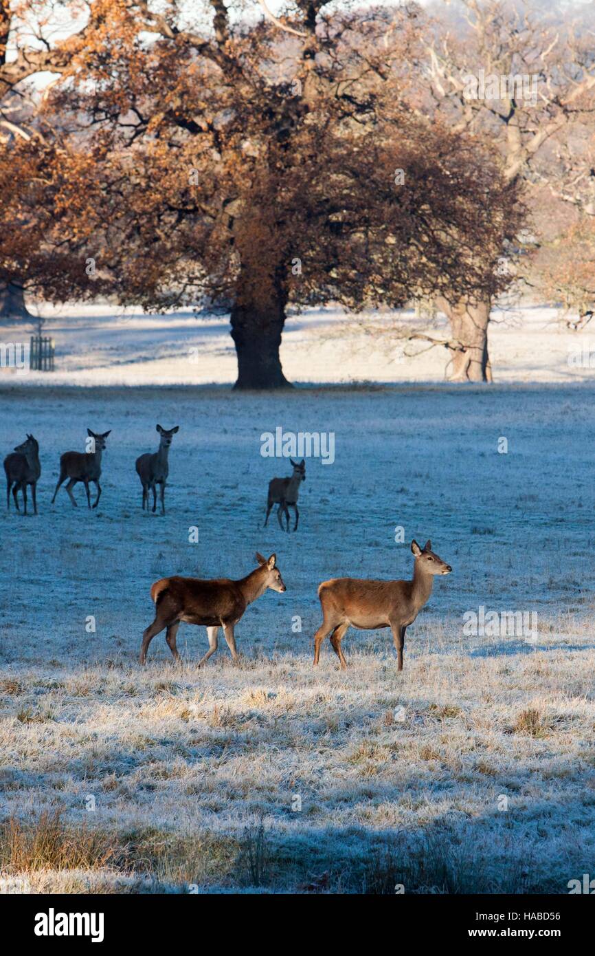 Windsor, UK. 29th November, 2016. Deer in Windsor Great Park on a cold frosty morning Credit:  Andrew Spiers/Alamy Live News Stock Photo