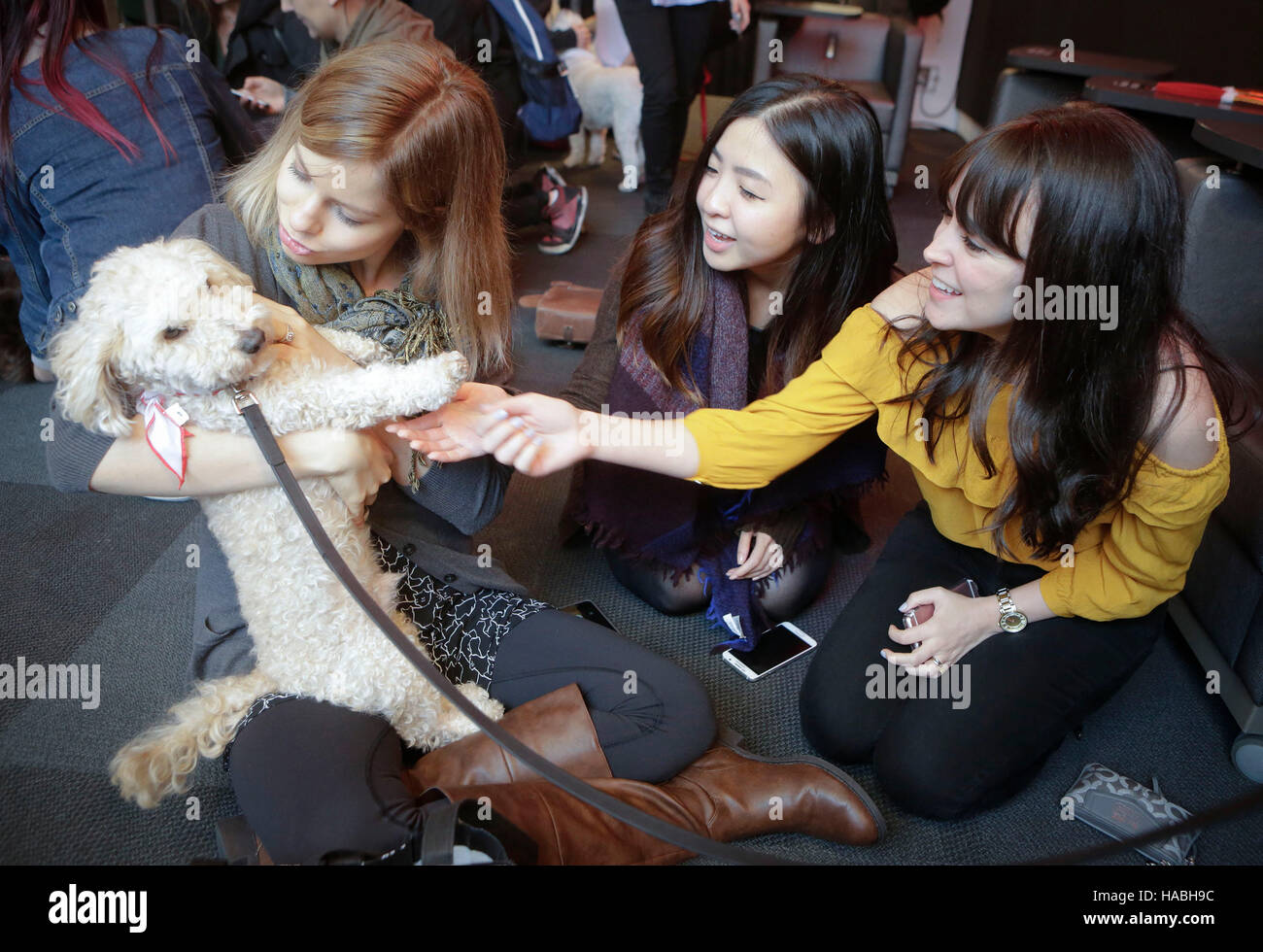 Vancouver, Canada. 29th Nov, 2016. Students play with a dog during the puppy therapy event at Simon Fraser University in Vancouver, Canada, Nov. 29, 2016. Simon Fraser University invited puppies to campus during exam time to help students take a break from the stress of end-of-term assignments. © Liang Sen/Xinhua/Alamy Live News Stock Photo