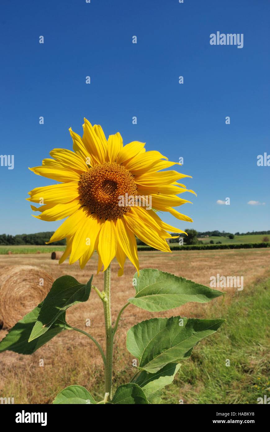 sun flower field Stock Photo Alamy