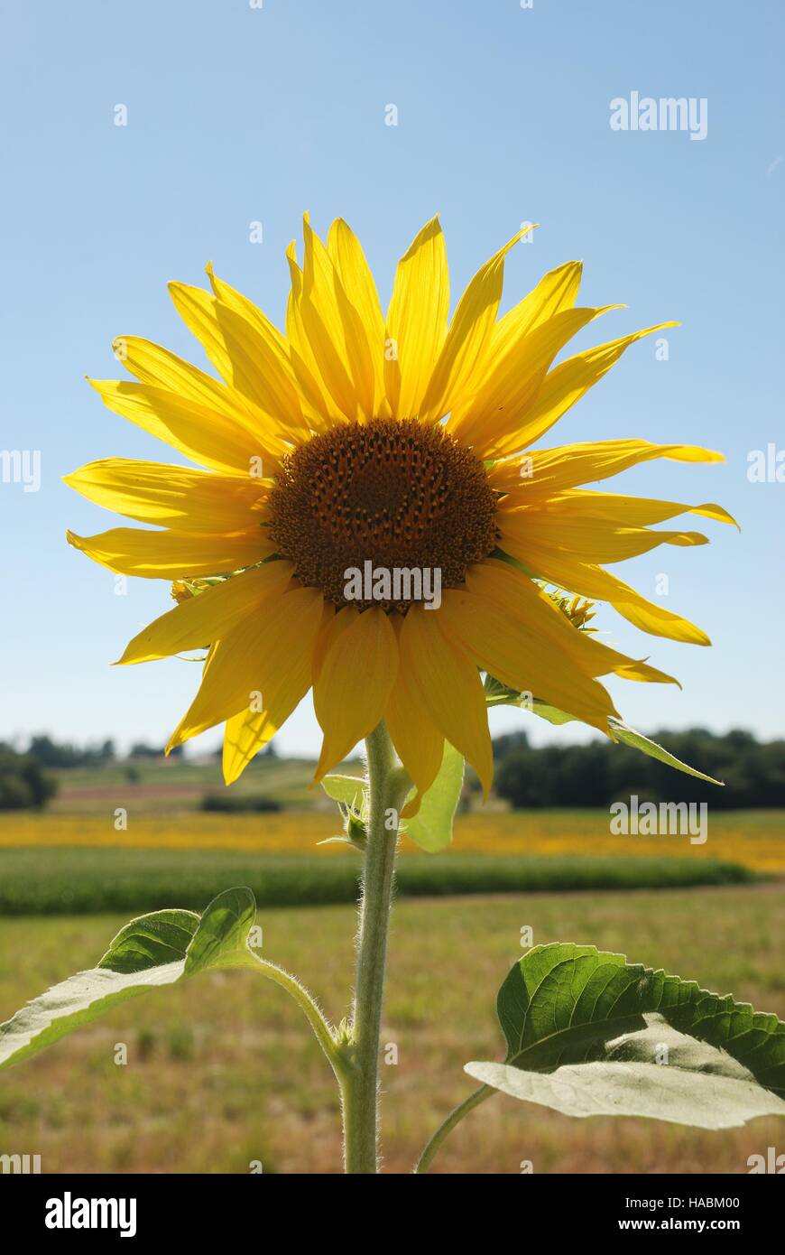 sun flower field Stock Photo Alamy