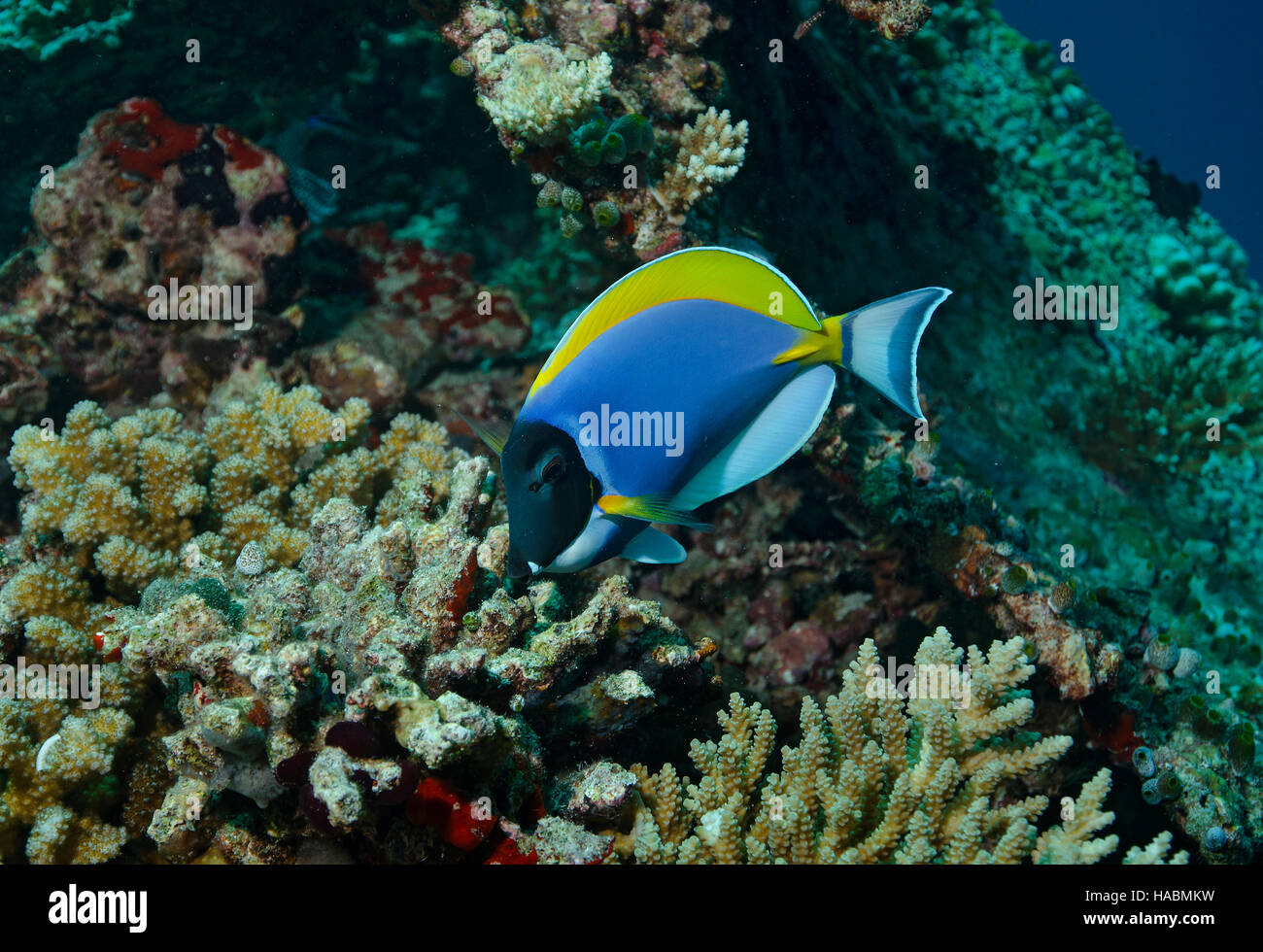 Powder blue tang, Acanthurus leucosternon, feeding on coral reef in Bathala, Ari Atol, Maldives