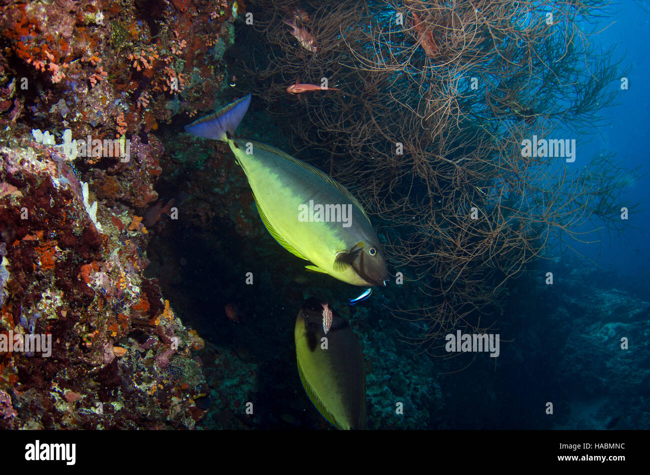 Sleek Unicornfish at Cleaning Station, Naso hexacanthus, Maaya Thila, Ari Atoll, Indian Ocean, Maldives Stock Photo