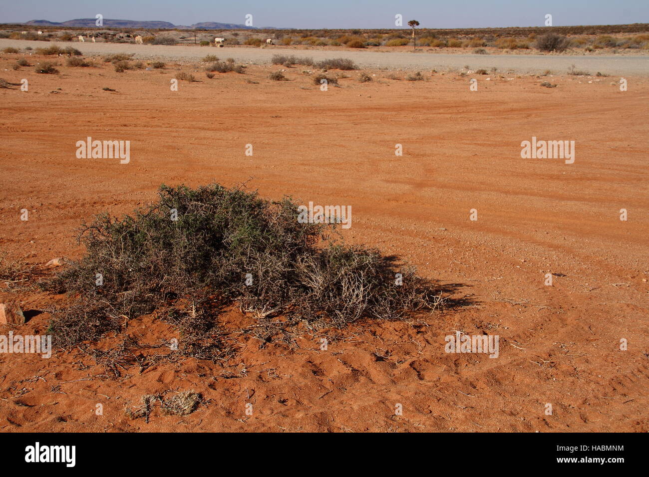 Sparse vegetation in the Namaqualand region in the Northern Cape Province of South Africa image in landscape format with copy space Stock Photo
