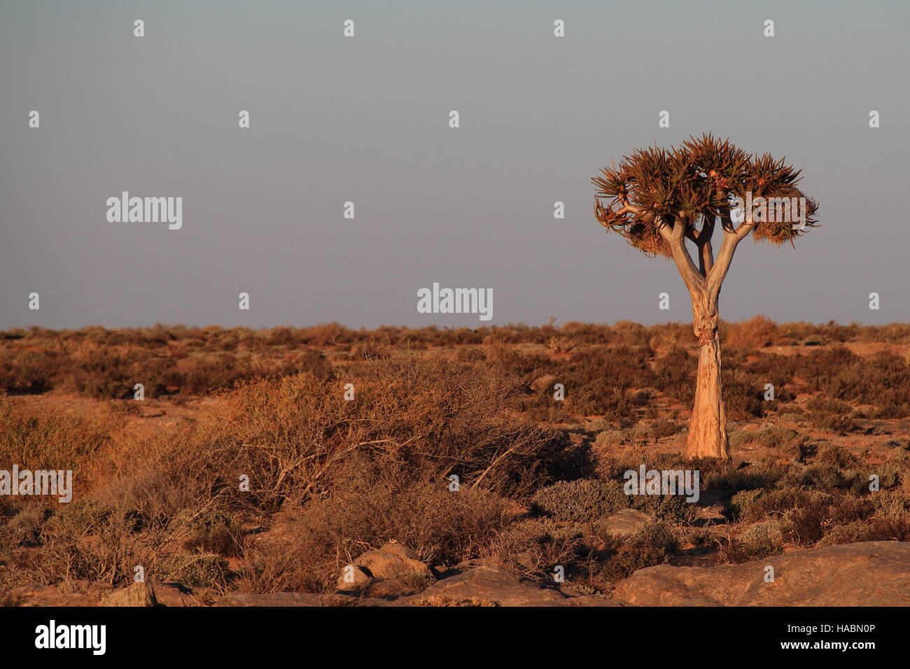 The arid and sparsely vegetated landscape with a lone quiver tree in the Namaqualand region in South Africa image with copy space in landscape format Stock Photo