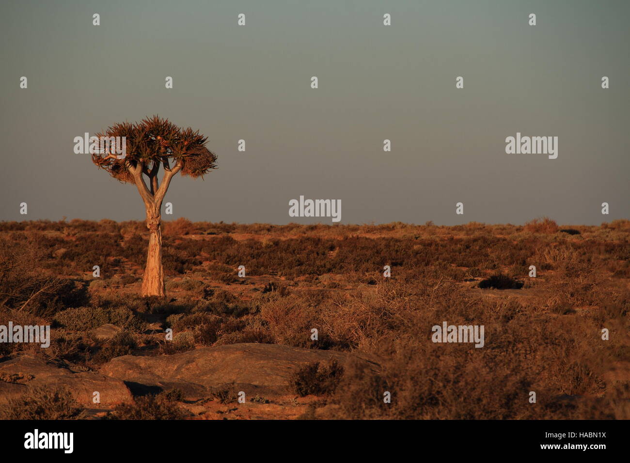 The arid and sparsely vegetated landscape with a lone quiver tree in the Namaqualand region in South Africa image with copy space in landscape format Stock Photo
