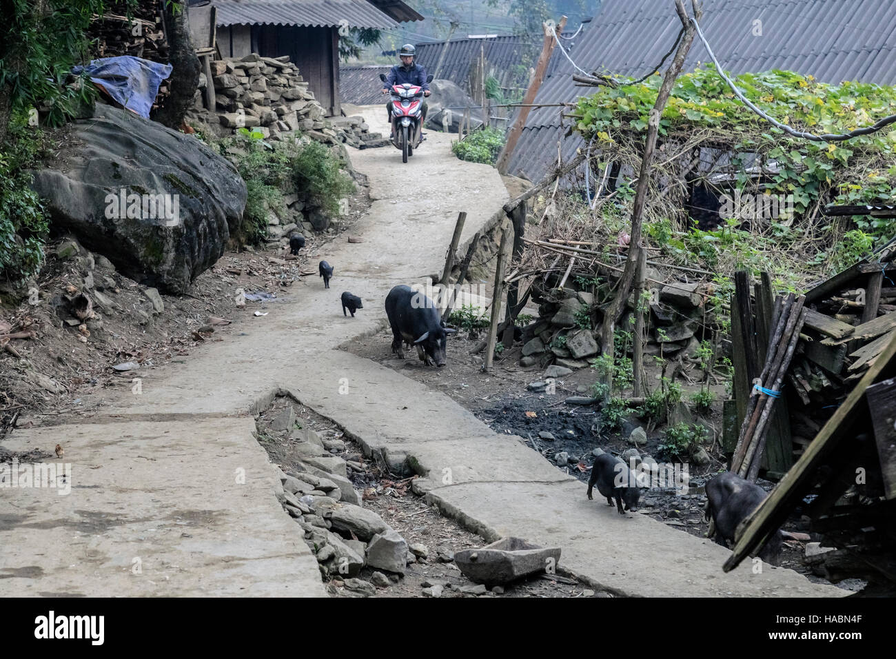 rural life in Xin Chai village, Lao Chai, Sapa, Vietnam, Asia Stock Photo