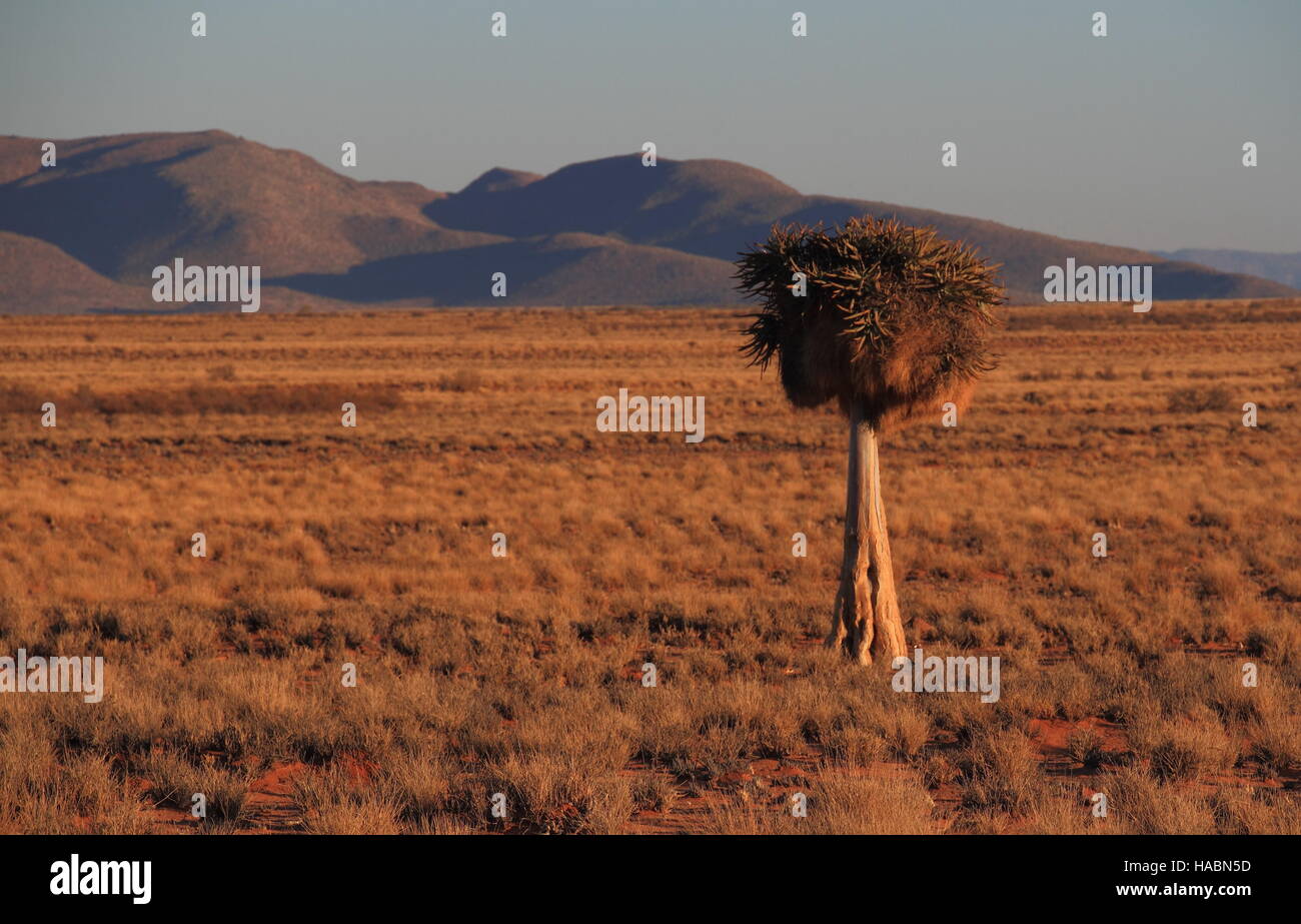 Quiver tree in the arid landscape of the Namaqualand in the Northern Cape Province of South Africa image in landscape format with copy space Stock Photo