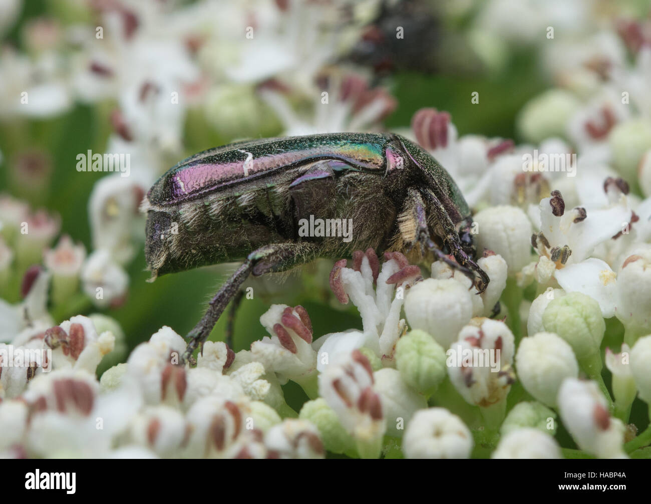 Rose chafer beetle (Cetonia aurata) on white flowers in southern Greece Stock Photo