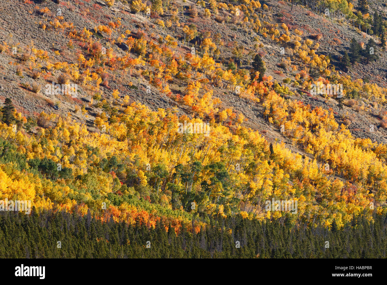 The Bierstadt Moraine is filled with aspen trees showing off their fall color. Stock Photo