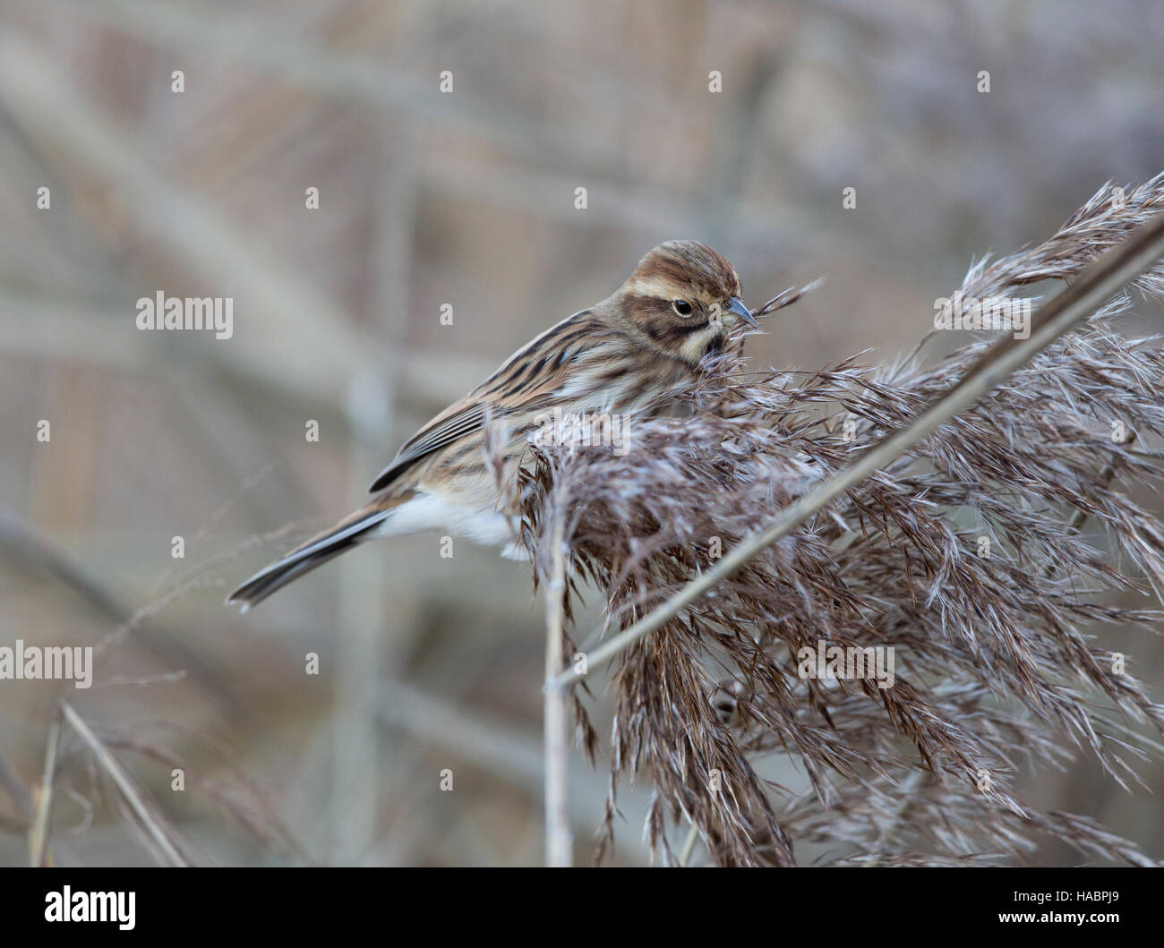 Female Reed Bunting, Emberiza schoeniclus, feeding in reed bed in