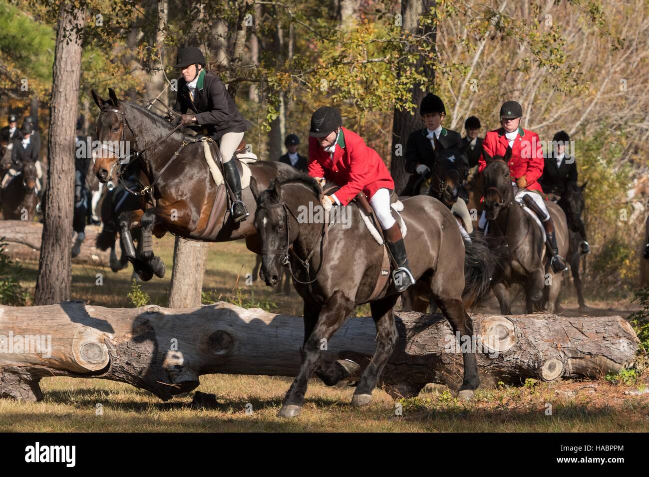 Riders jump a log during the start of the Fox Hunting season at Middleton Place Plantation November 27, 2016 in Charleston, SC. Fox hunting in Charleston is a drag hunt using a scented cloth to simulate a fox and no animals are injured. Stock Photo