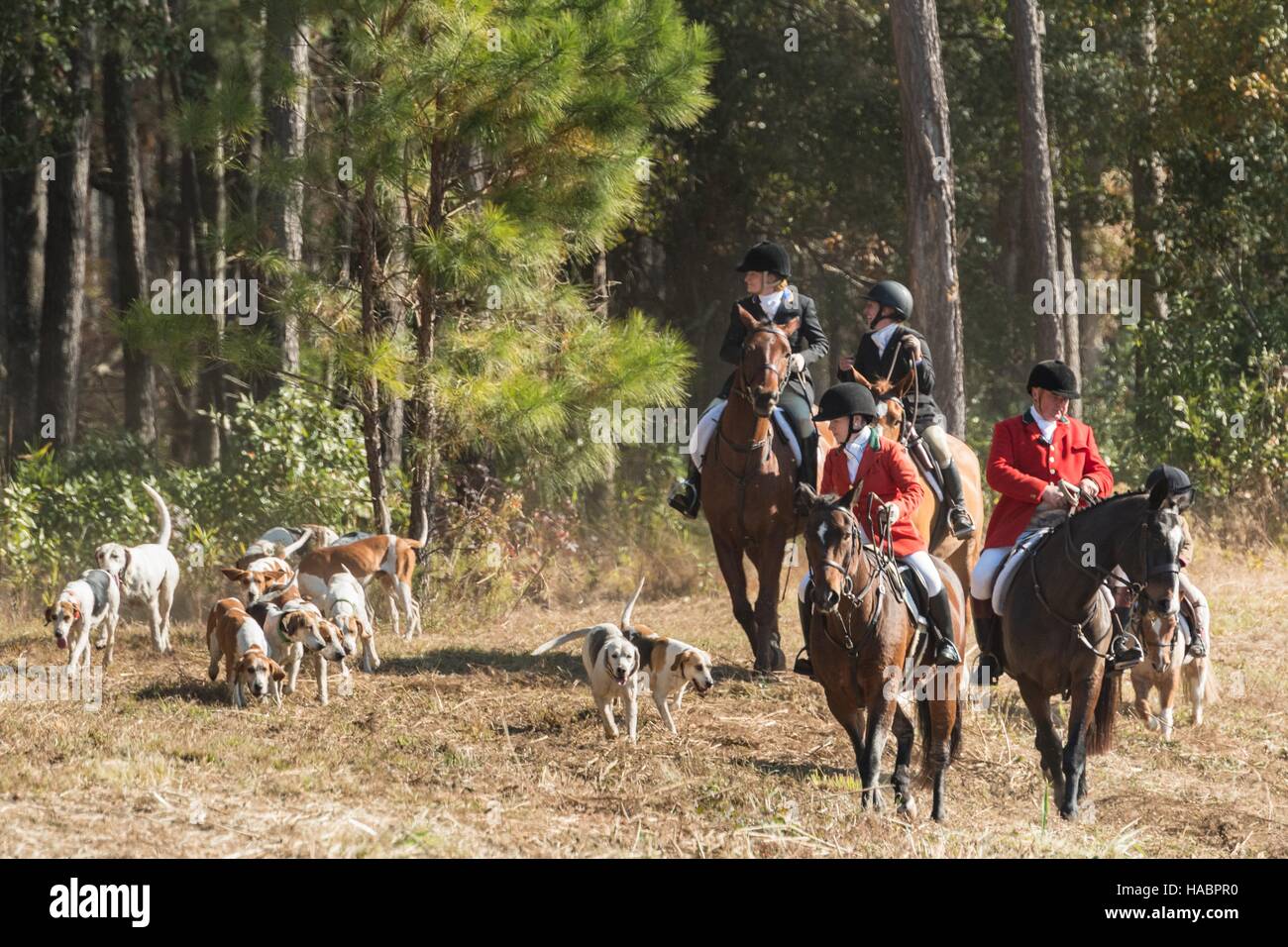 Riders follow the hounds during the first hunt of the season at Middleton Place Plantation November 27, 2016 in Charleston, SC. Fox hunting in Charleston is a drag hunt using a scented cloth to simulate a fox and no animals are injured. Stock Photo