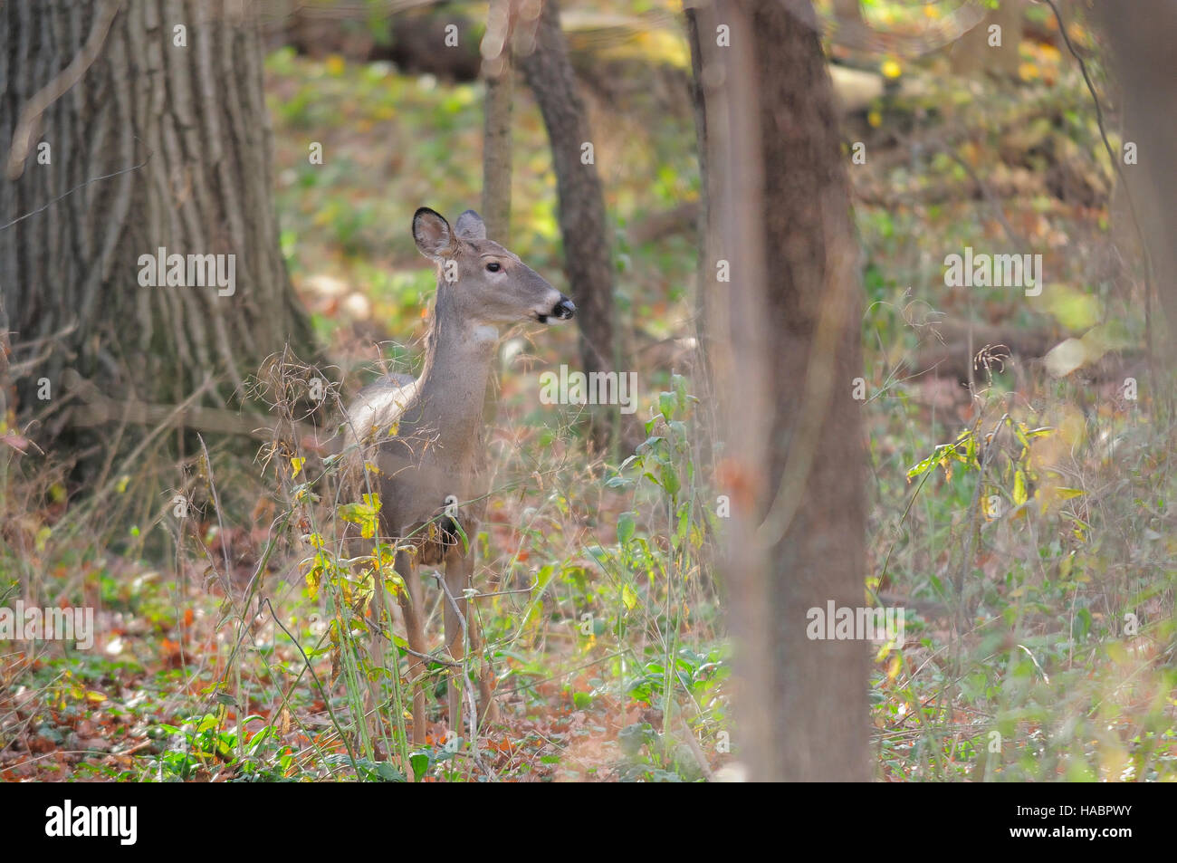 Female White-tailed doe in forest. Stock Photo
