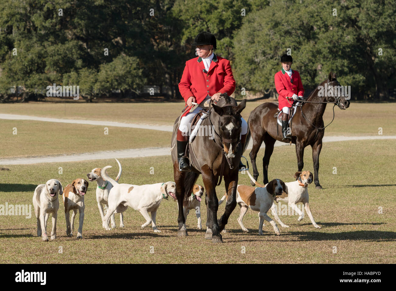 Huntsman Willie Dunn gathers the hounds during the first hunt of the