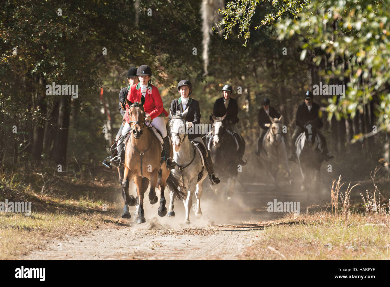 Riders follow the hounds during the first hunt of the season at Middleton Place Plantation November 27, 2016 in Charleston, South Carolina. Fox hunting in Charleston is a drag hunt using a scented cloth to simulate a fox and no animals are injured. Stock Photo