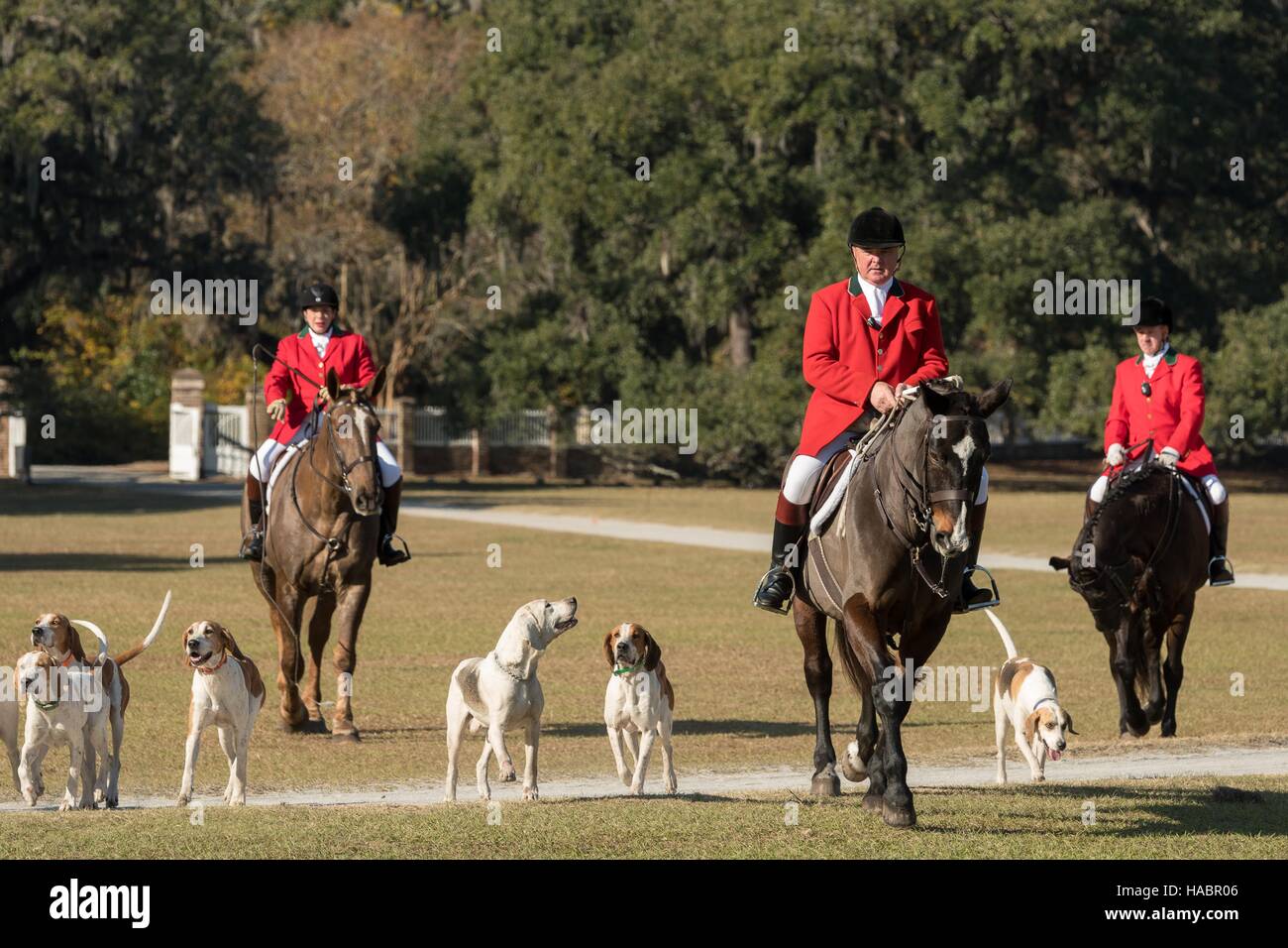 Middleton Hunt Huntsman Willie Dunn leads the hounds on the Greenswald for the annual ...