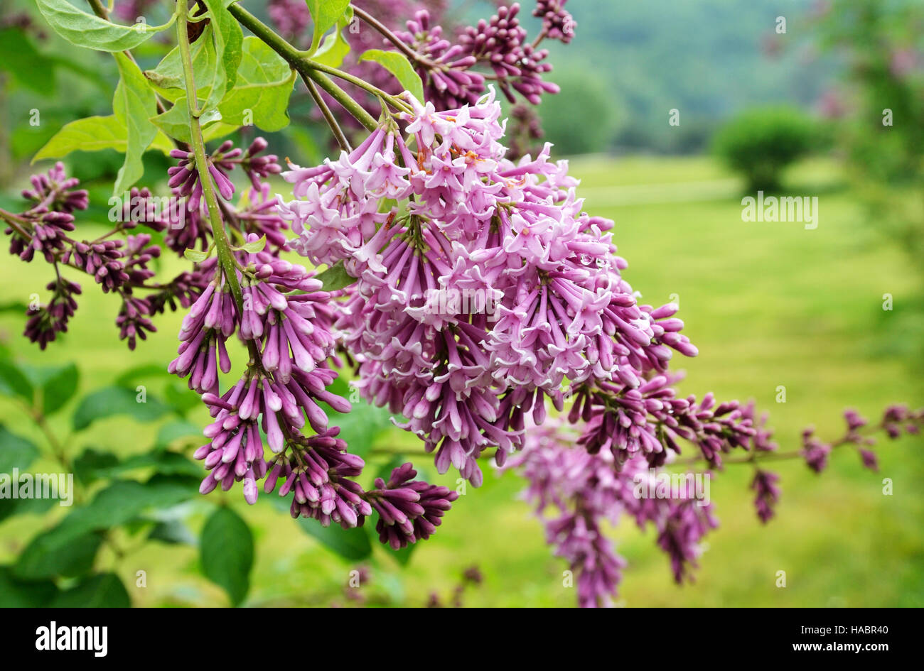 Blooming liliac in the garden Stock Photo