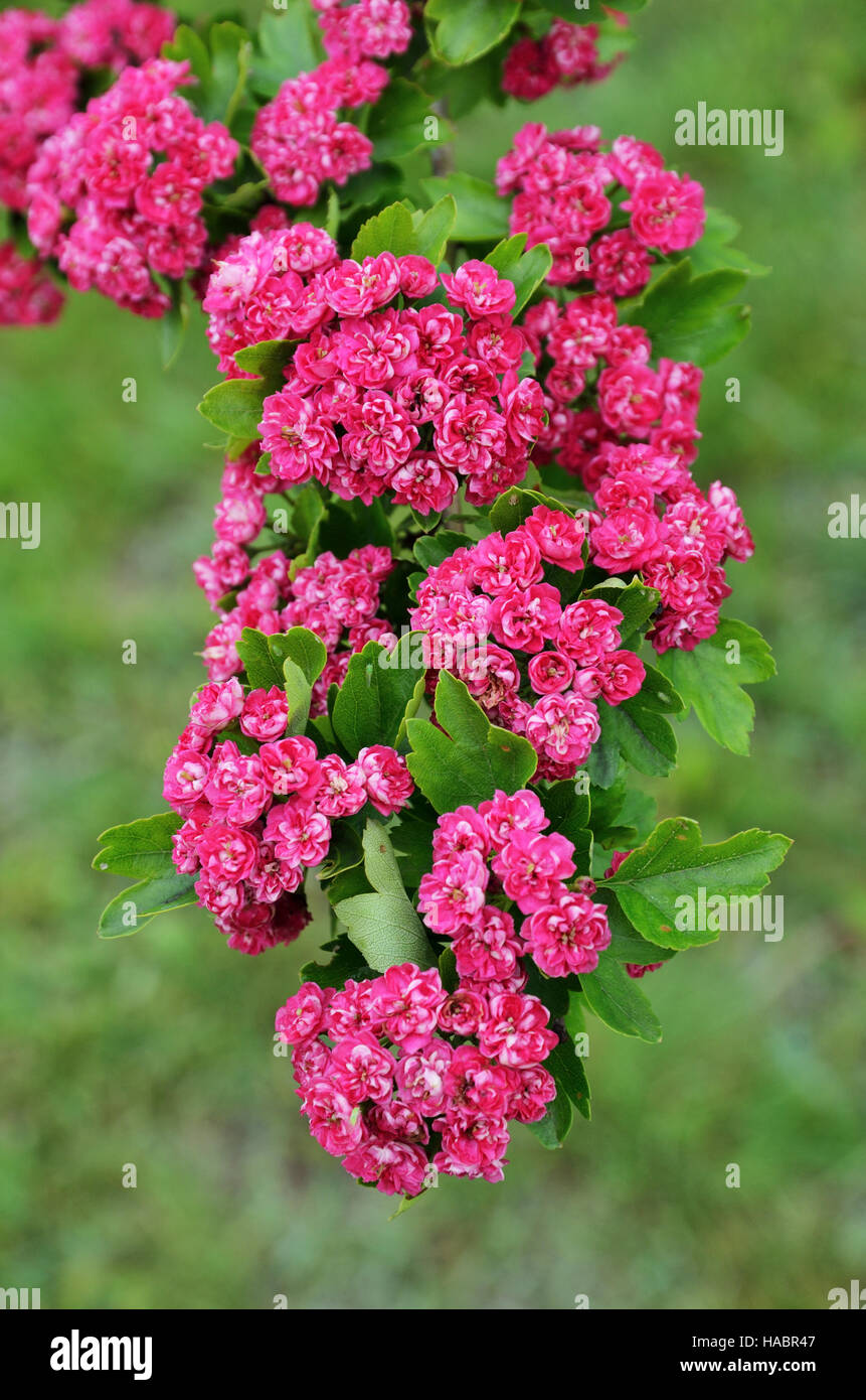 Blooming branch of thornapple Stock Photo