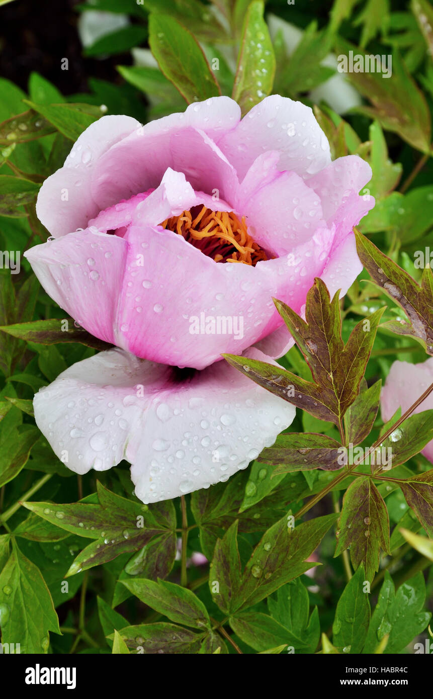 Single flower of peony in the green leaves Stock Photo