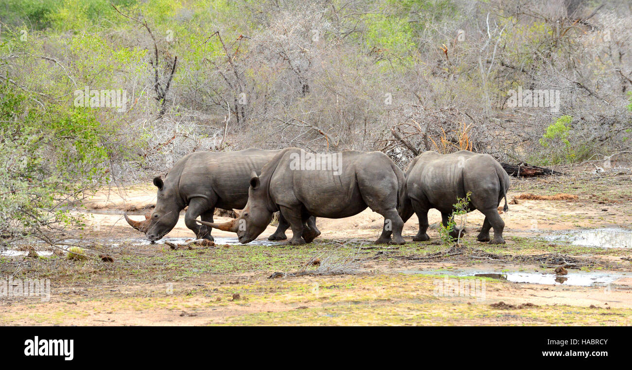 Three Rhinoceros drinking during a drought in Kruger National Park, South Africa Stock Photo