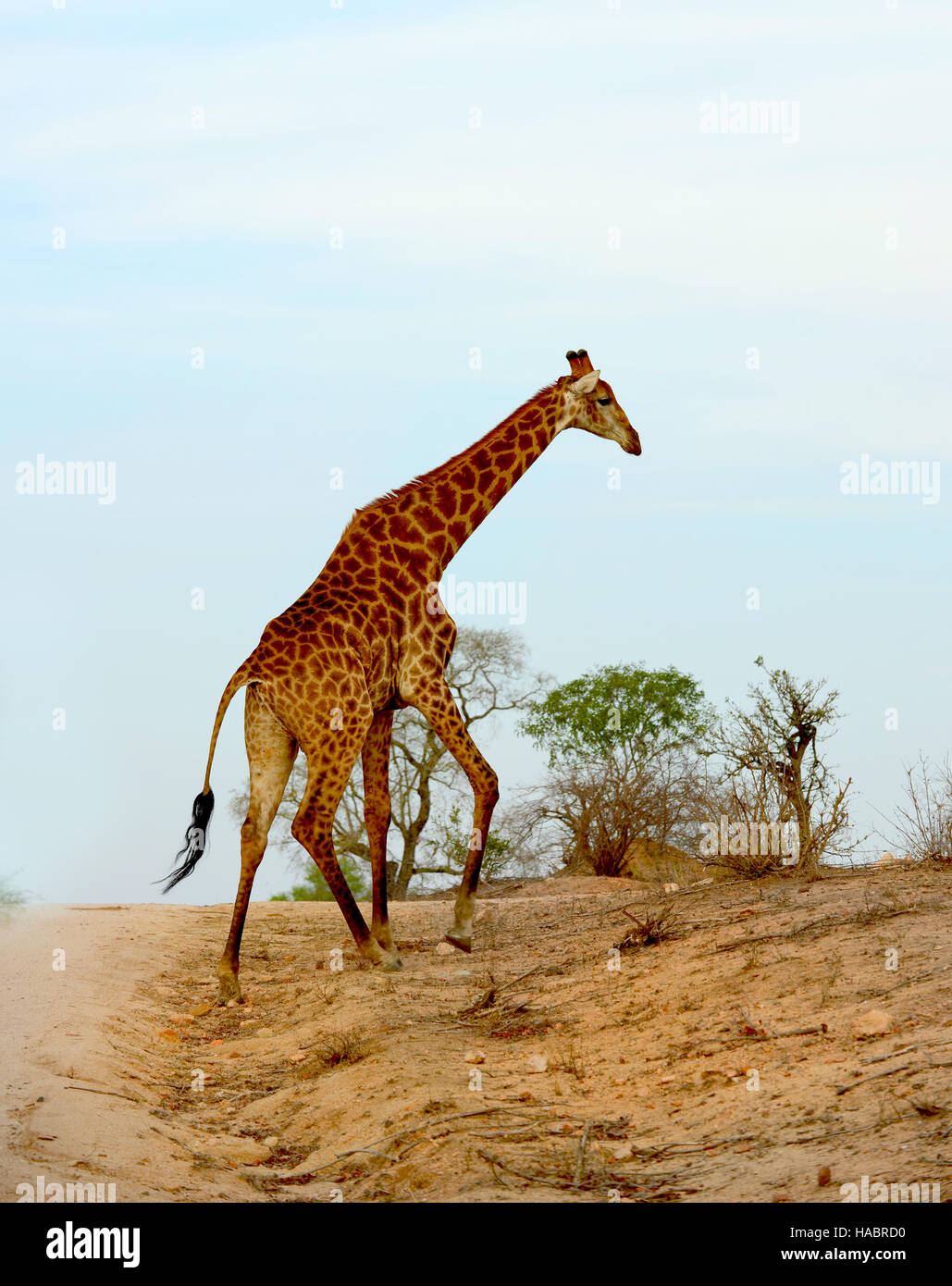 Giraffe in South Africa's Kruger National Park walking across a road Stock Photo
