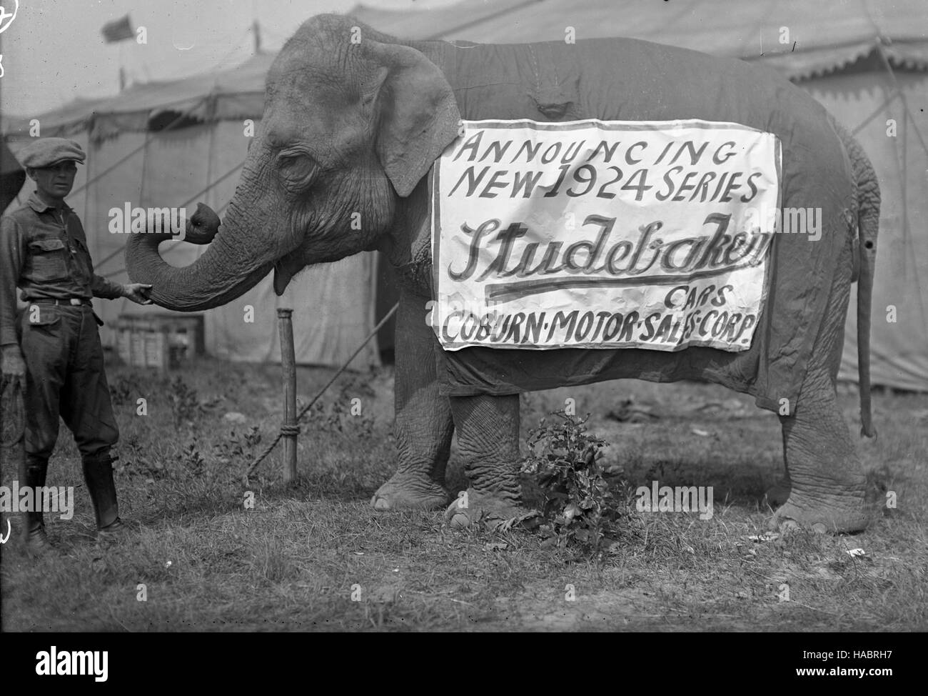 Studebaker Elephant Advertisement, 1924 Stock Photo