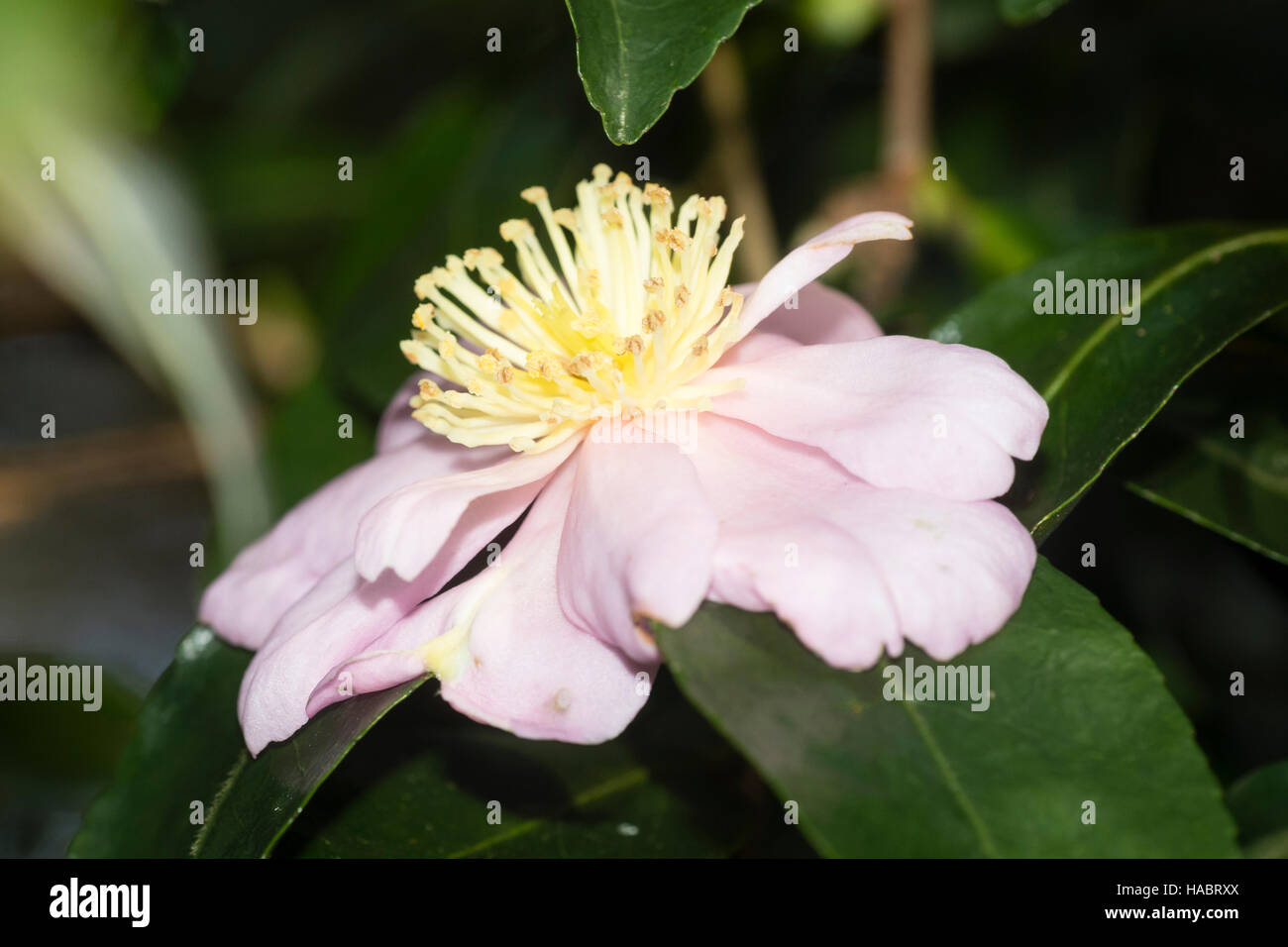 Single flower of the Autumn flowering evergreen shrub, Camellia sasanqua 'Pinafore Pink' Stock Photo